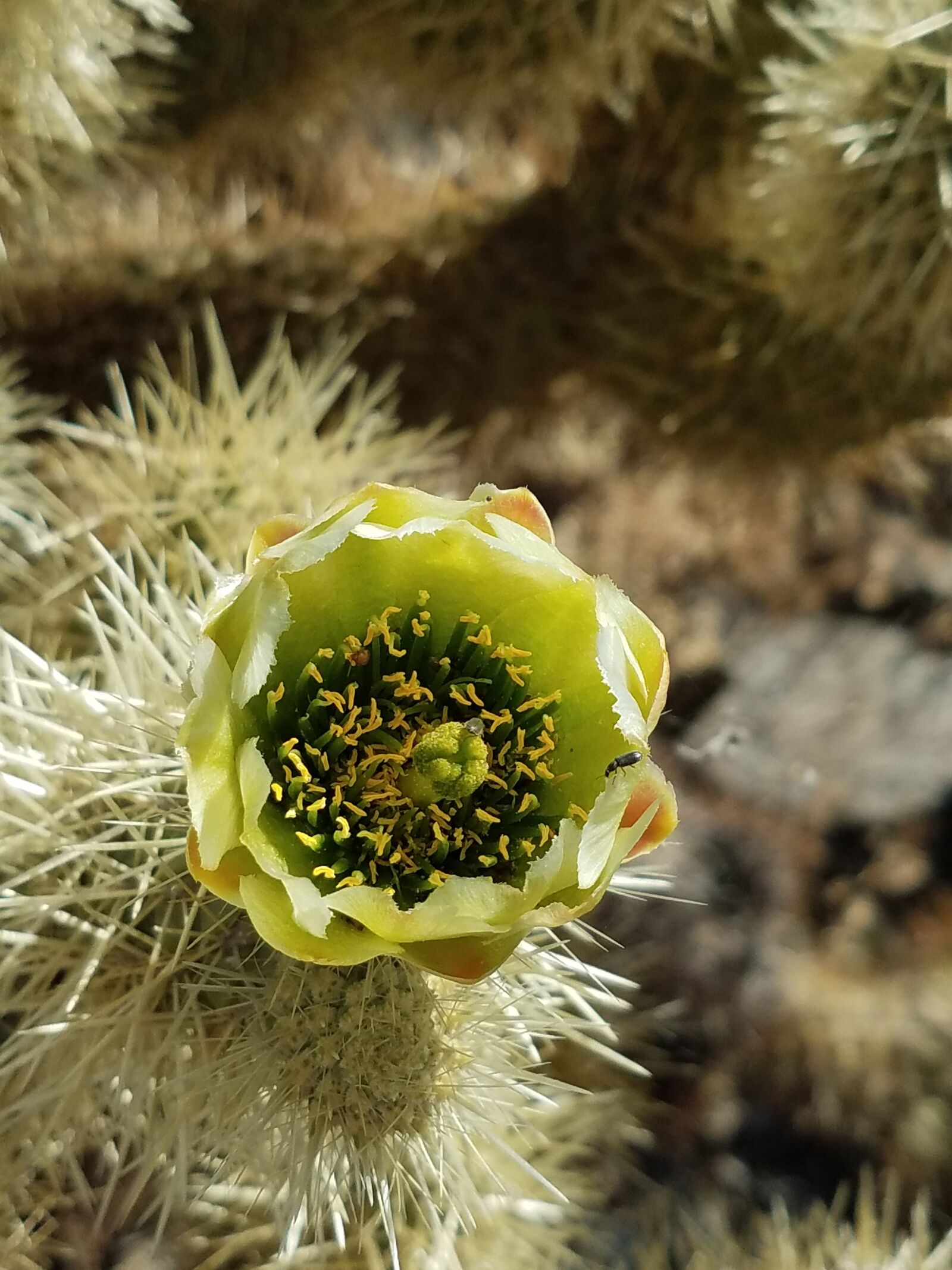 Samsung Galaxy S7 sample photo. Cactus, flower, desert, flower photography