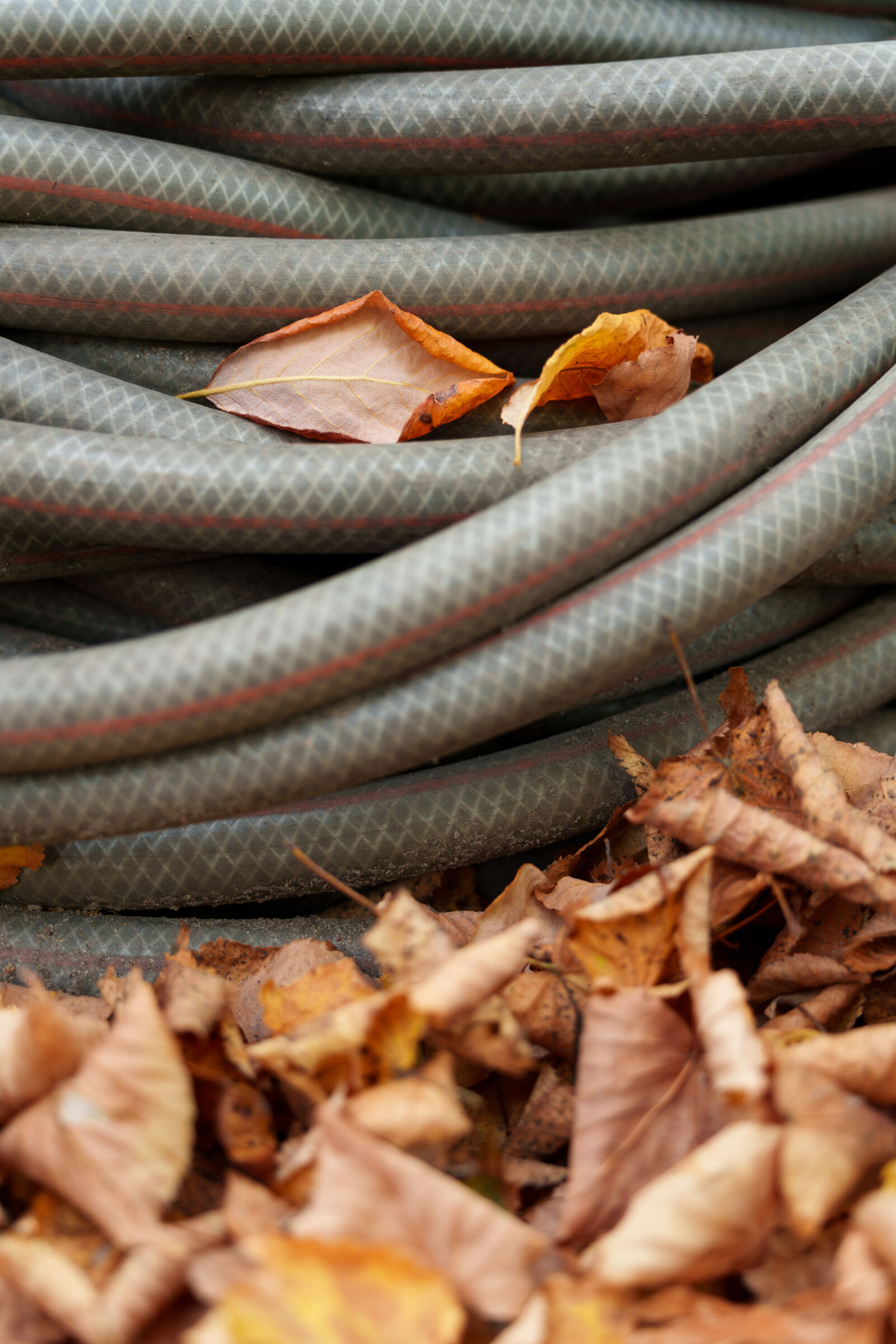 Sigma 28-105mm F2.8 DG DN | Art sample photo. Autumn leaves photography
