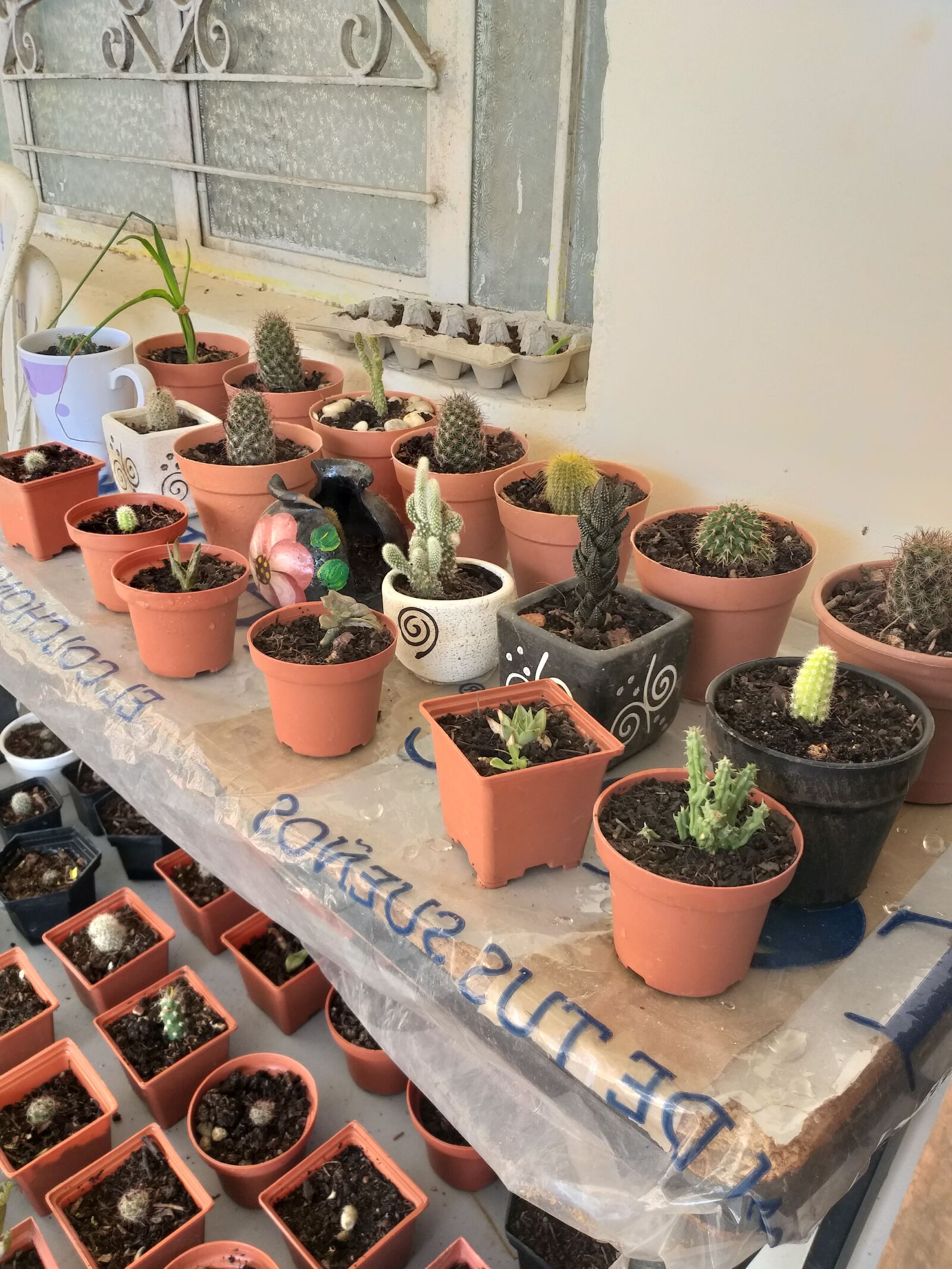 Samsung Galaxy A6+ sample photo. Cactus, relajación, naturaleza photography