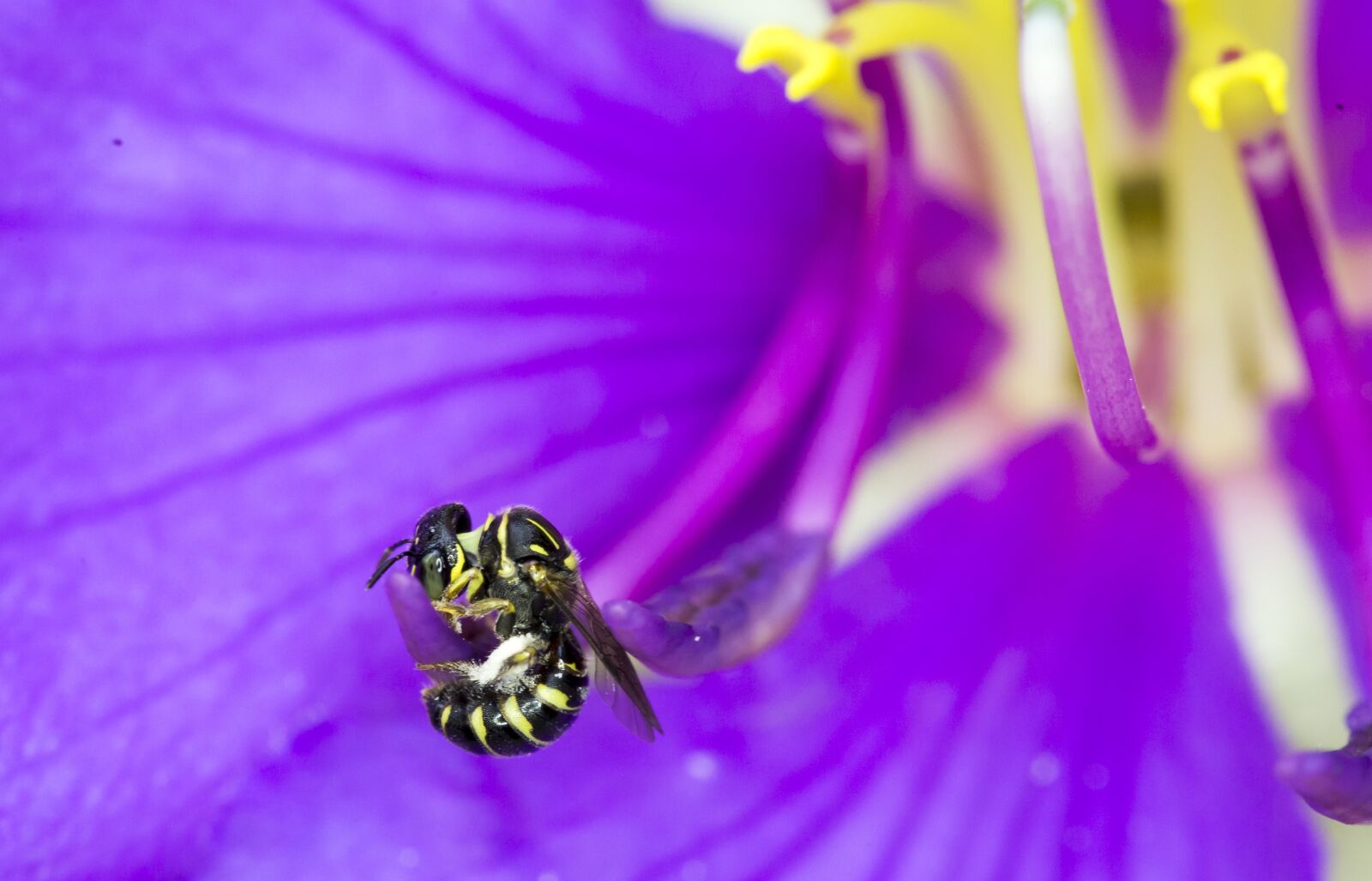Canon EOS 6D + Canon EF 100mm F2.8 Macro USM sample photo. Beautiful flowers, blooming, natural photography