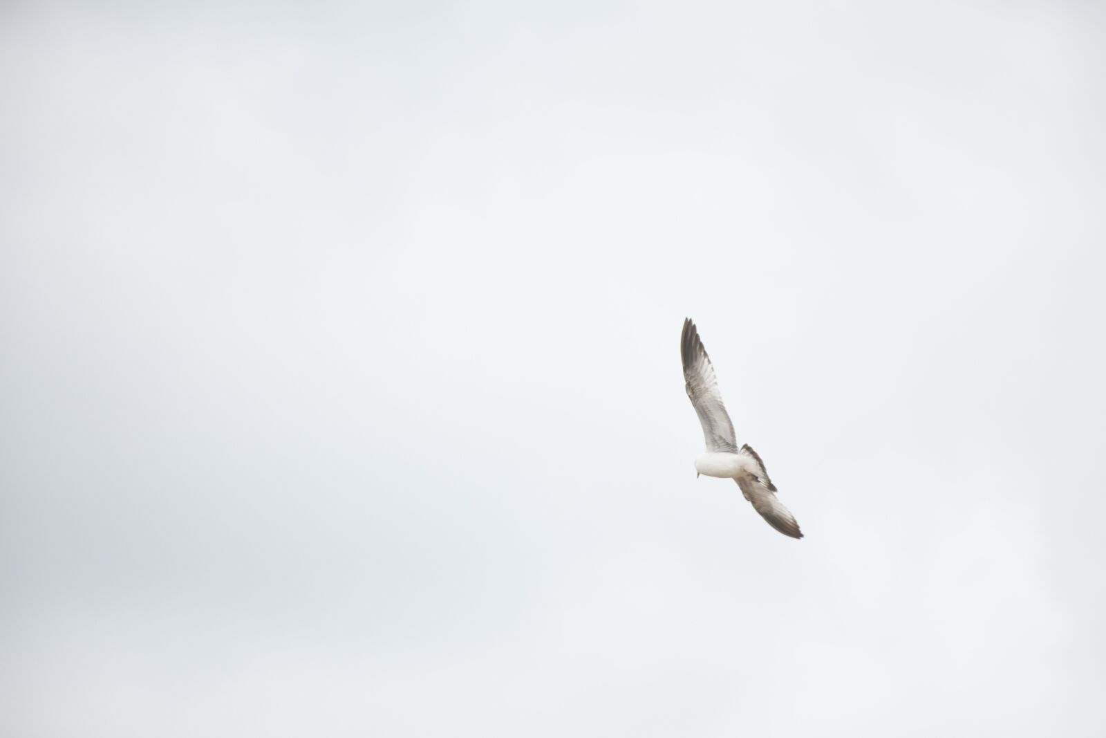 Nikon D850 sample photo. Seagull, bird, fly photography