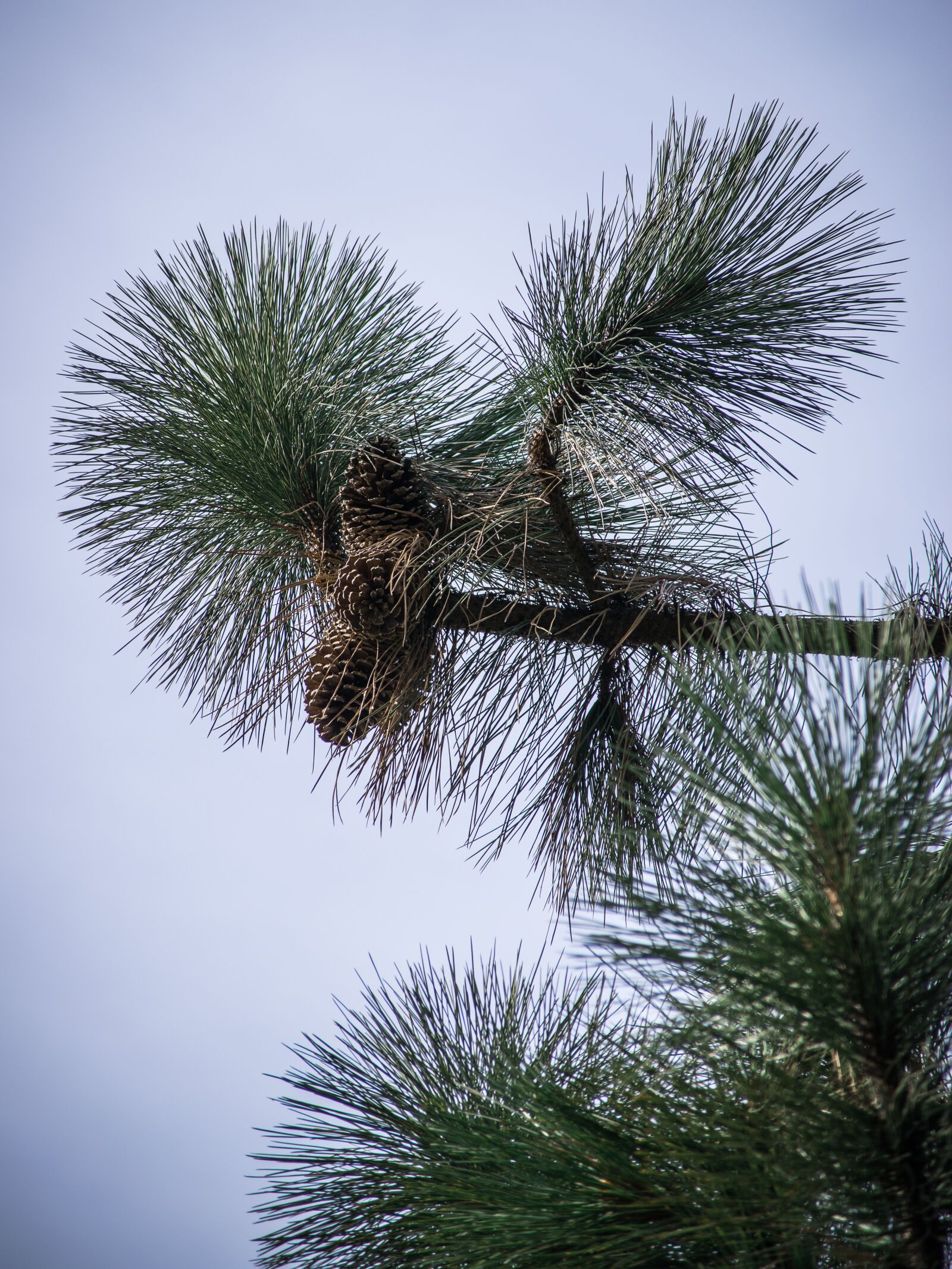 Nikon D5300 sample photo. Needles, pine, green photography