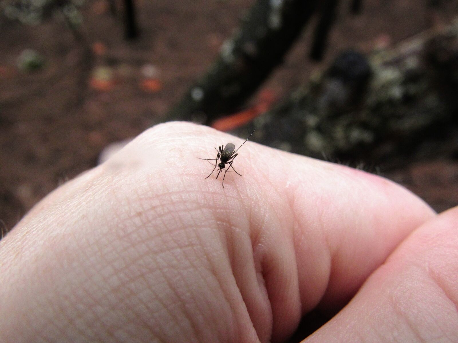 Canon PowerShot SX530 HS sample photo. Mosquito, insect, hand photography