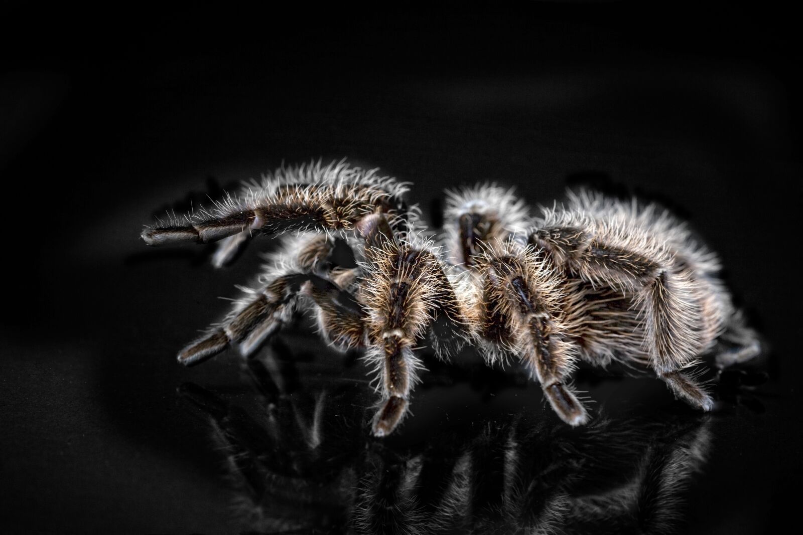 Canon EOS 5D Mark II sample photo. Tarantula, arachnophobisch, spider photography