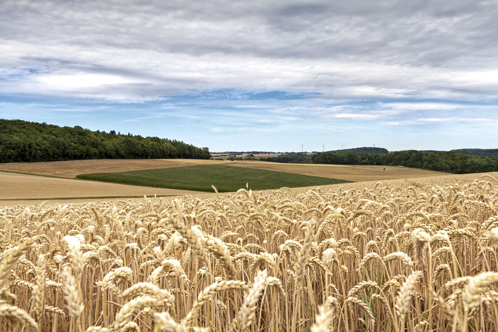 Canon EOS 5D Mark II sample photo. Cereals, arable, field photography
