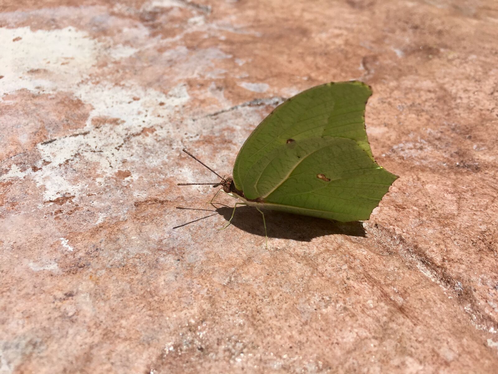 Apple iPhone 6s sample photo. Butterfly, yellow, wings photography