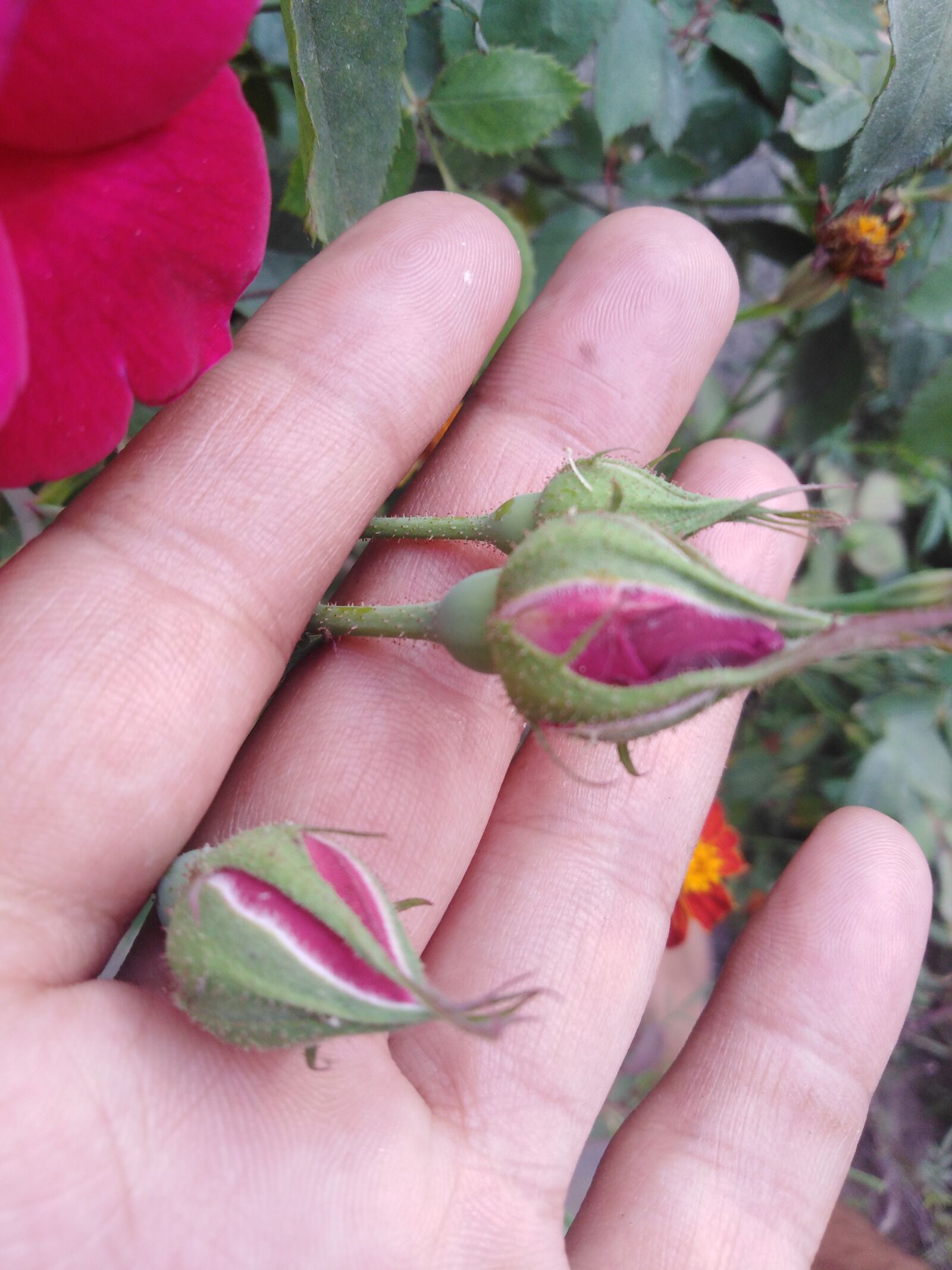 HUAWEI Honor 7C sample photo. Rose, rose buds, love photography