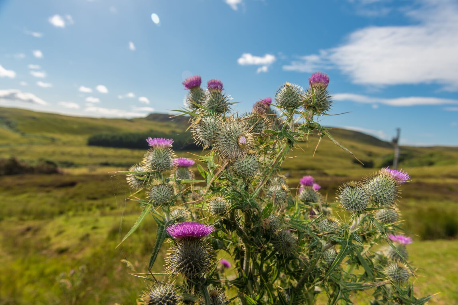 Nikon D750 sample photo. Thistle, blue, background photography