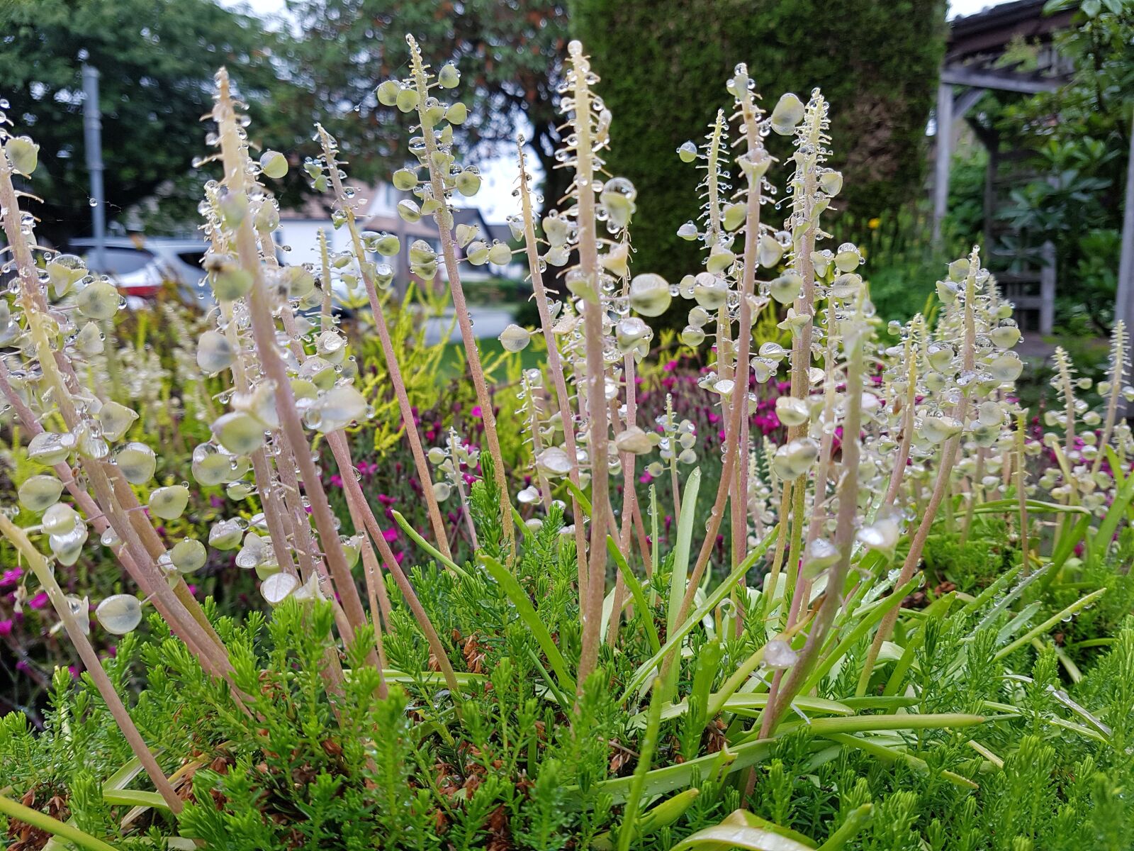 Samsung Galaxy S7 Edge sample photo. Flowers, rain, garden photography