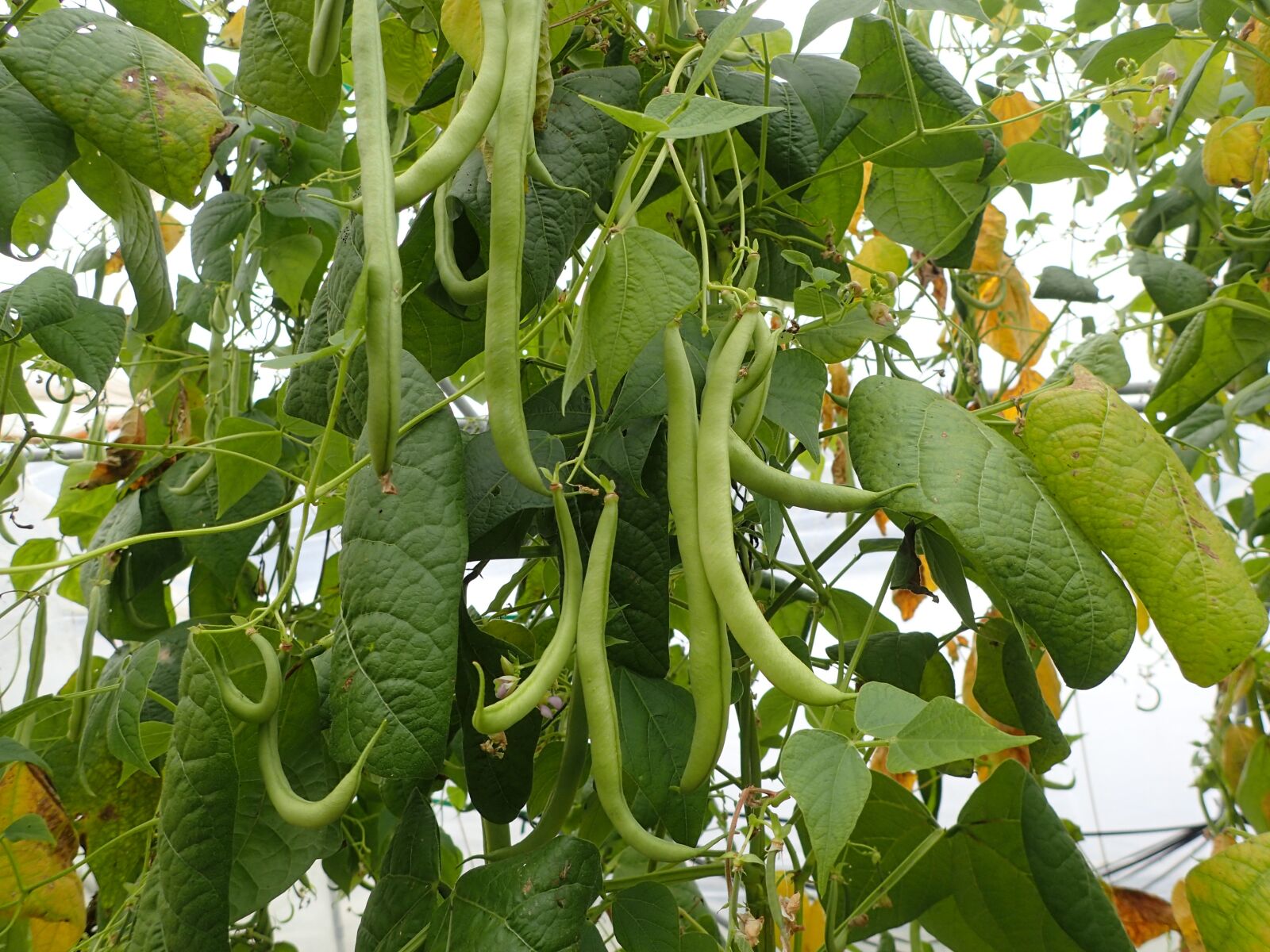 Olympus TG-4 sample photo. Green beans, culture, market photography