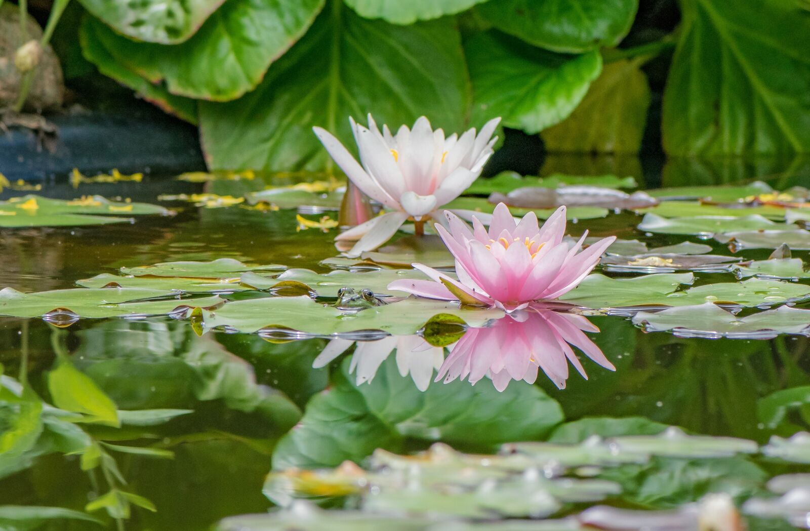 Nikon D5300 sample photo. Water lilies, pond, plant photography