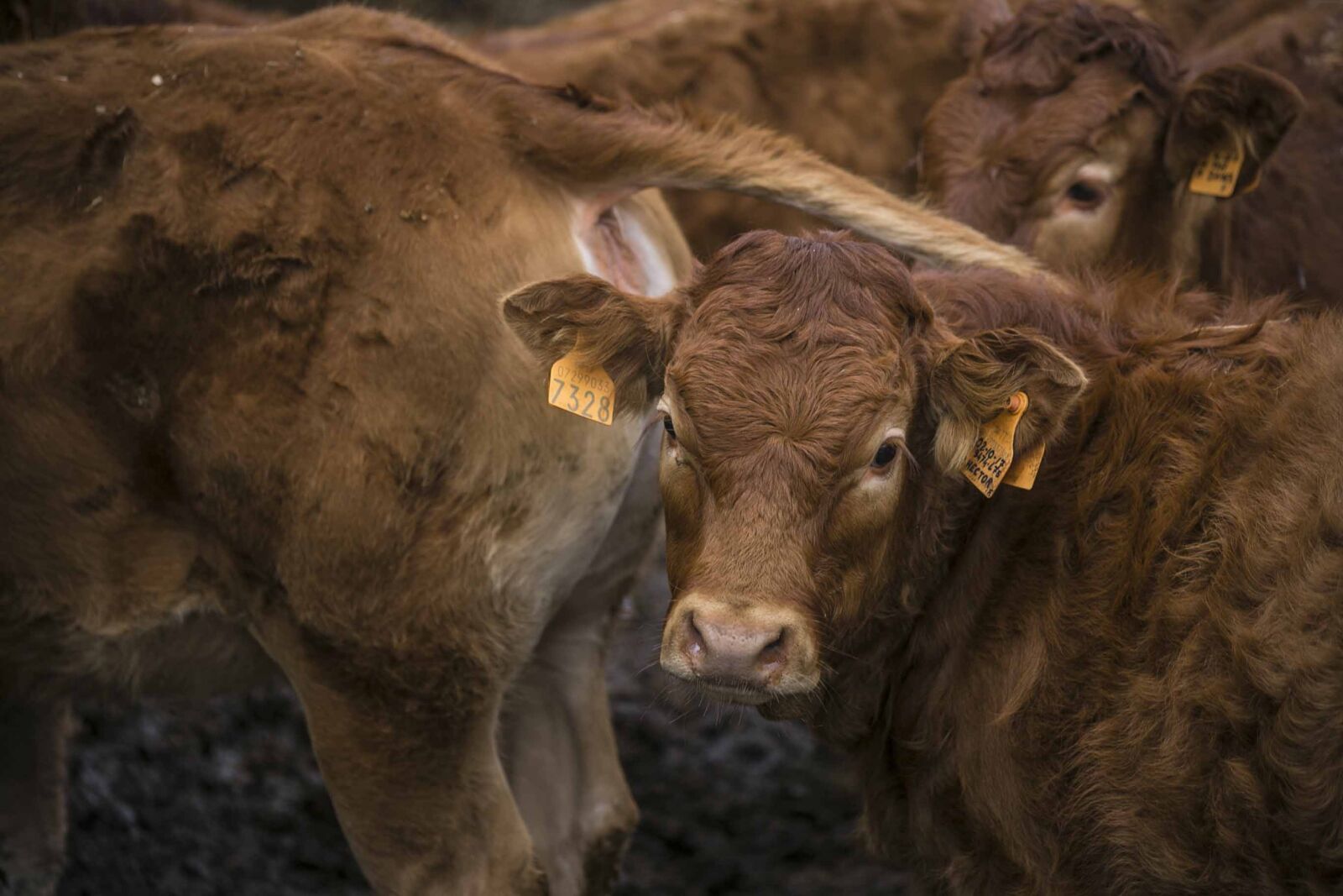 Canon EOS 6D sample photo. Calf, rural area photography