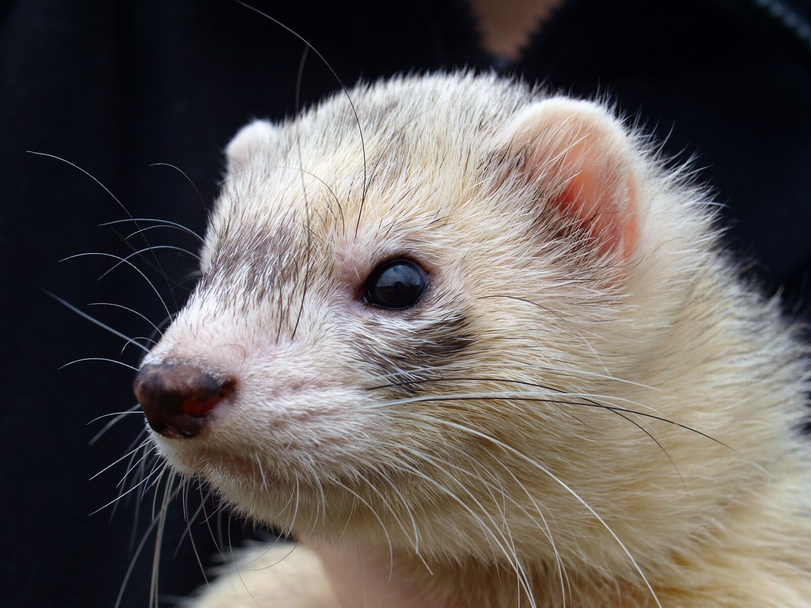 Olympus E-520 (EVOLT E-520) sample photo. Ferret, animal, pet photography