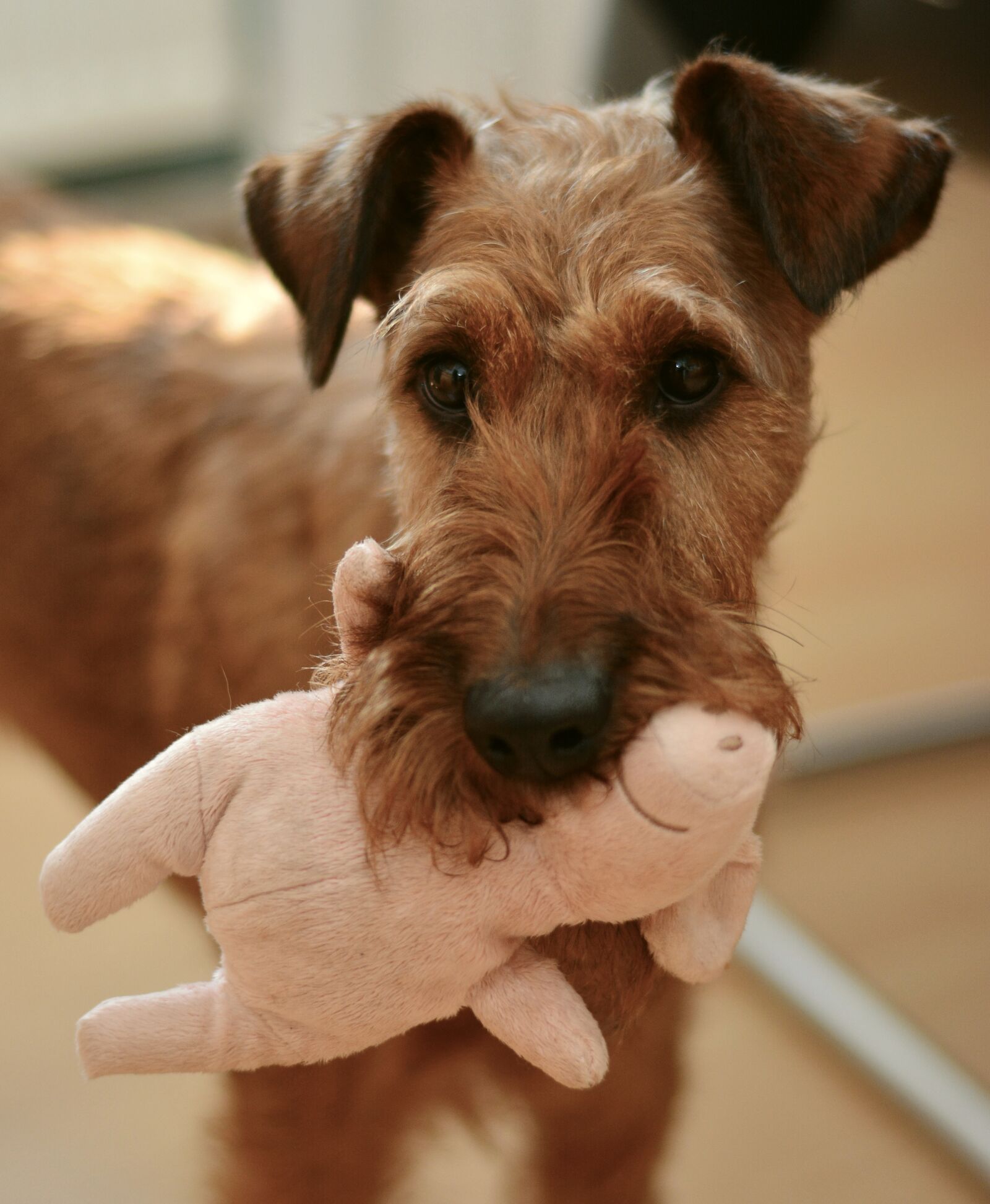 Nikon D5200 sample photo. Dog, irish terrier, pet photography