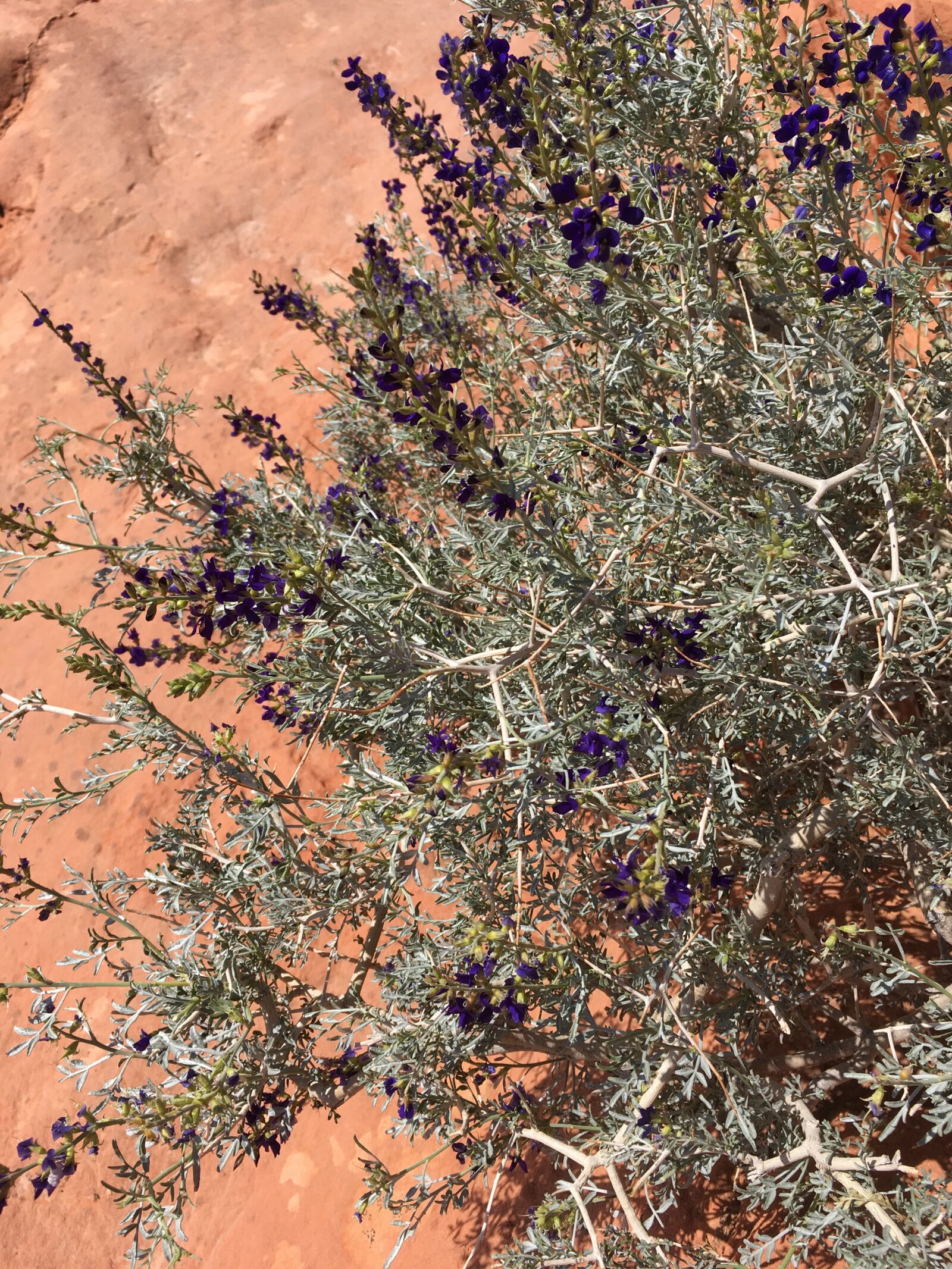 iPhone SE back camera 4.15mm f/2.2 sample photo. Desert, flower, nature photography