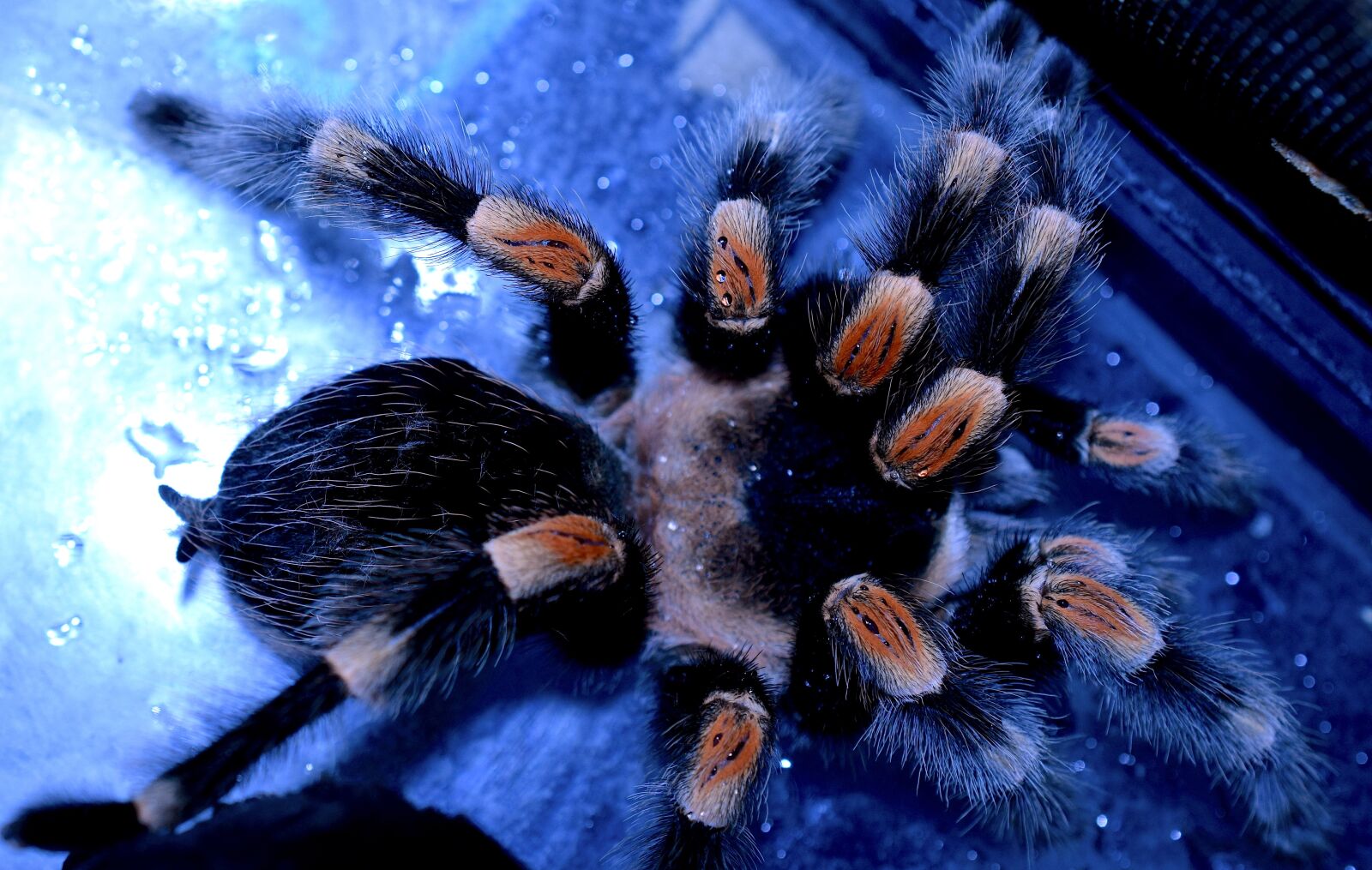 Nikon D5300 sample photo. Spider legs, tarantula, redknee photography