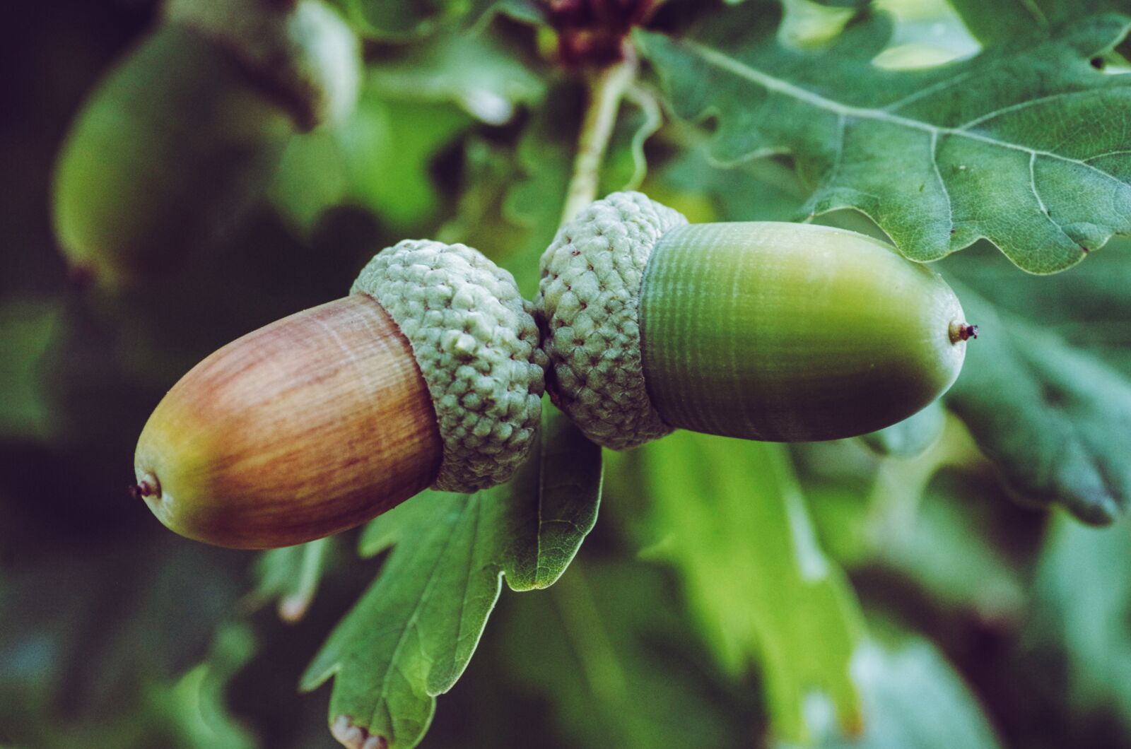 Pentax K-30 sample photo. Acorns, fruits, oak photography