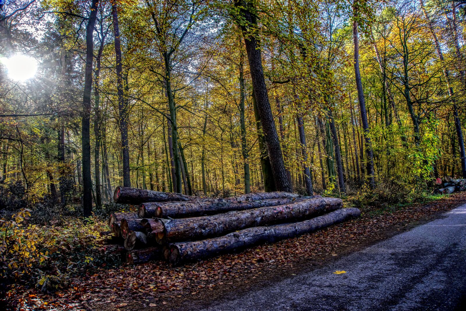 Sony a6000 sample photo. Forest, trees, leaves photography