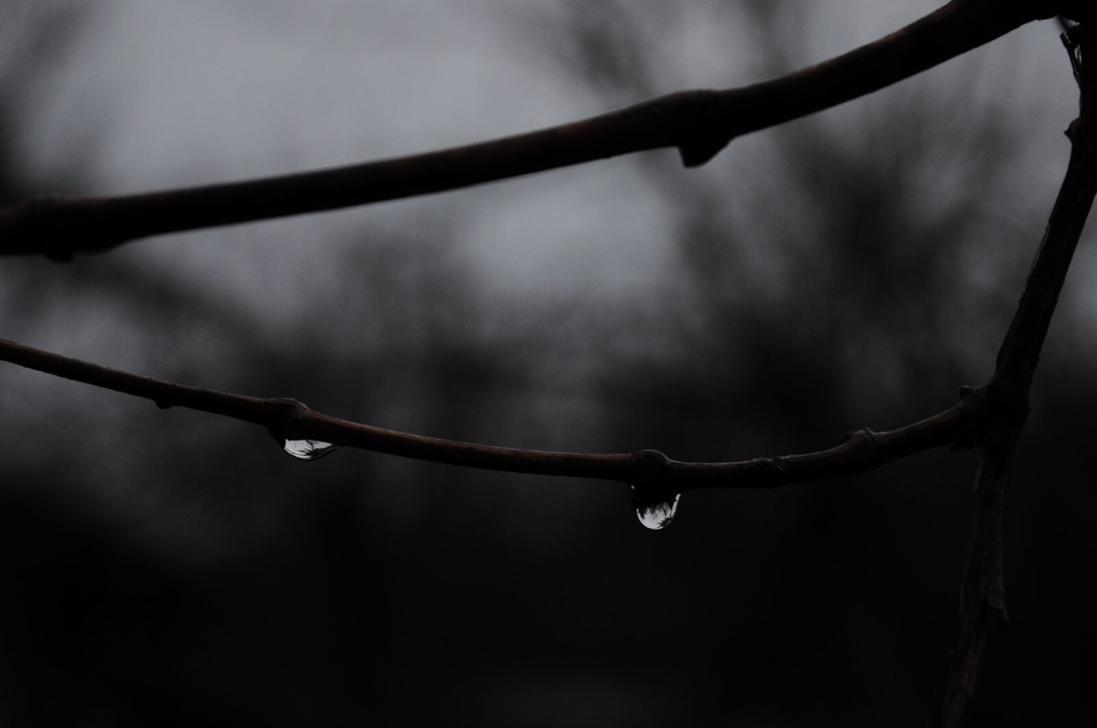 Nikon D90 sample photo. Rain, rain official, branch photography