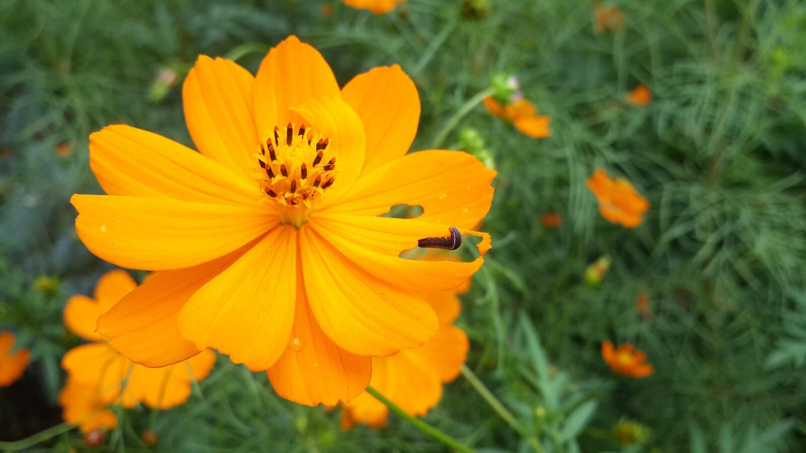 Samsung Galaxy S4 sample photo. Summer, flower, yellow photography