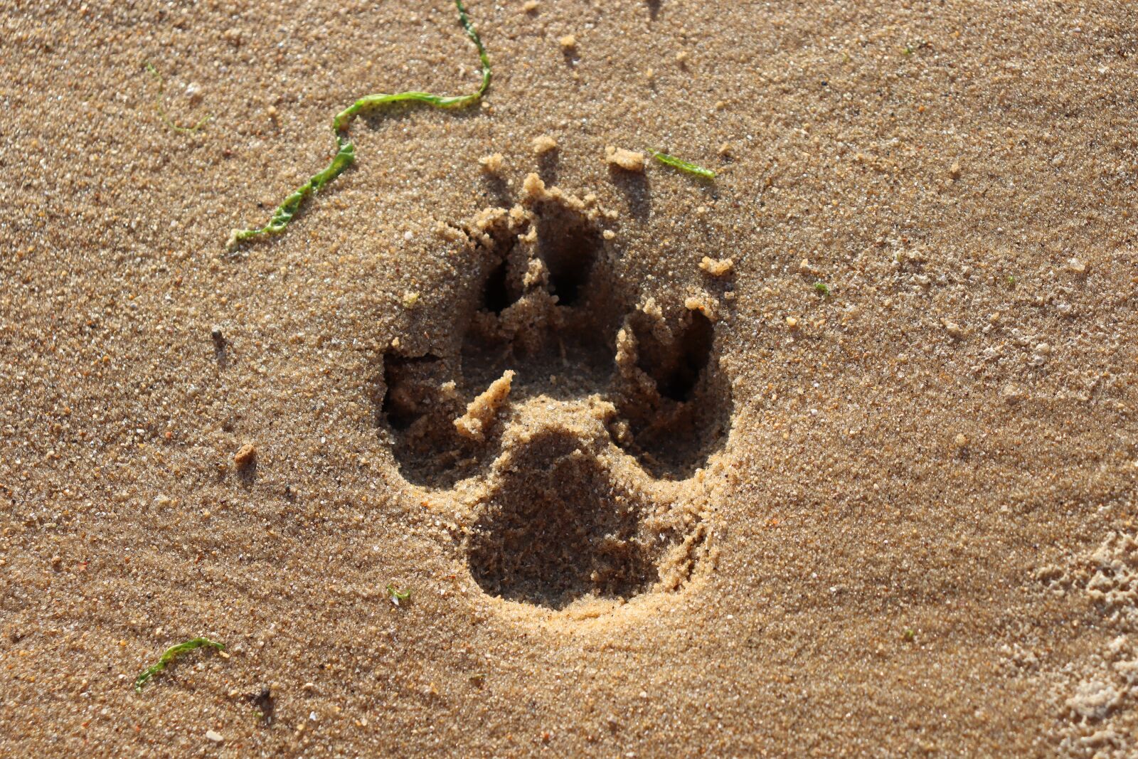 Canon EOS 250D (EOS Rebel SL3 / EOS Kiss X10 / EOS 200D II) + Canon EF-S 18-55mm F4-5.6 IS STM sample photo. Paw, print, sand photography