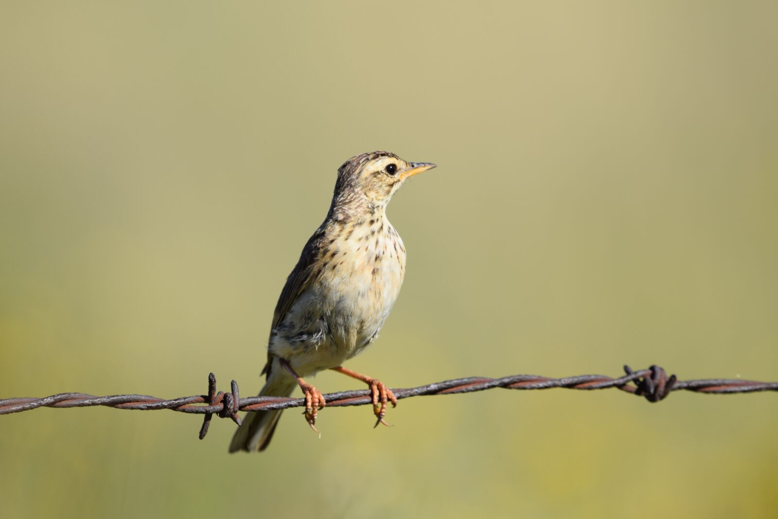 Nikon D5300 sample photo. Bird, feathers, animal photography