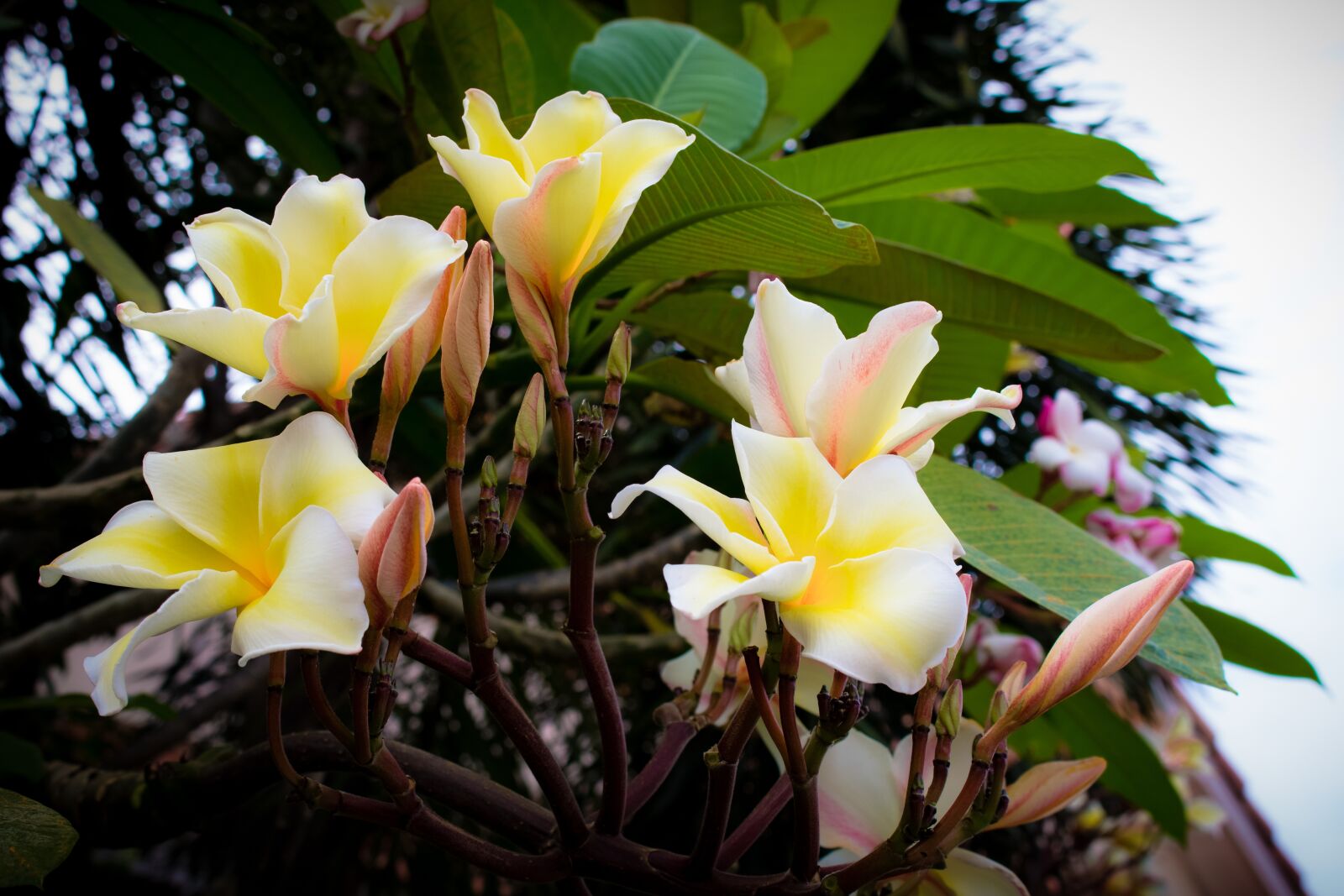 Canon EOS 700D (EOS Rebel T5i / EOS Kiss X7i) sample photo. Plumeria, flower, thailand flowers photography