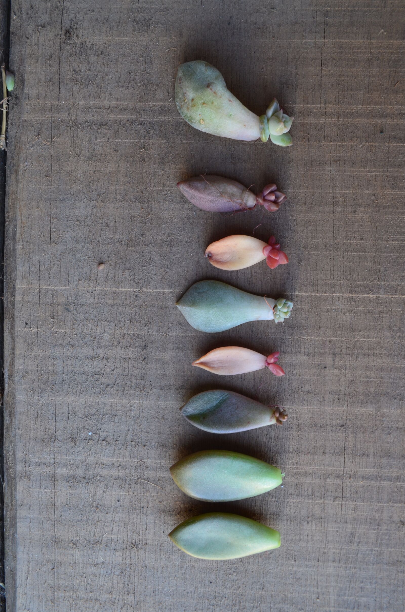 Nikon D5100 sample photo. Leaves, leaf, wood photography