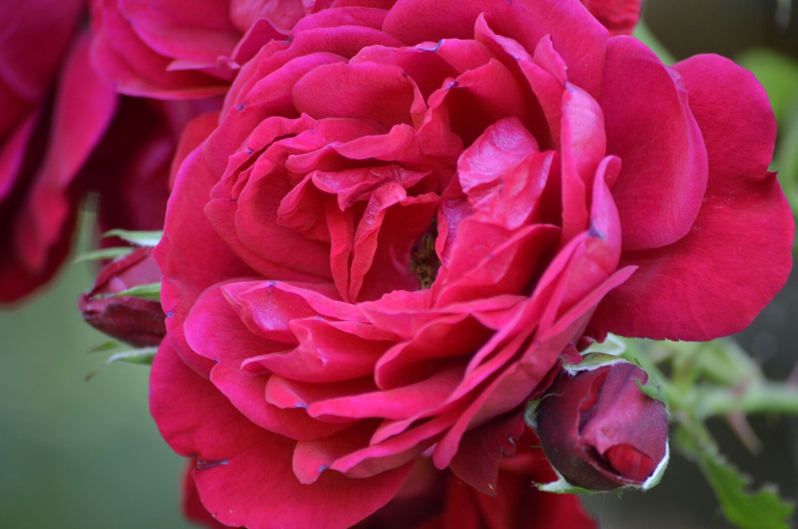 Nikon D5100 sample photo. Pink, rose, red rose photography