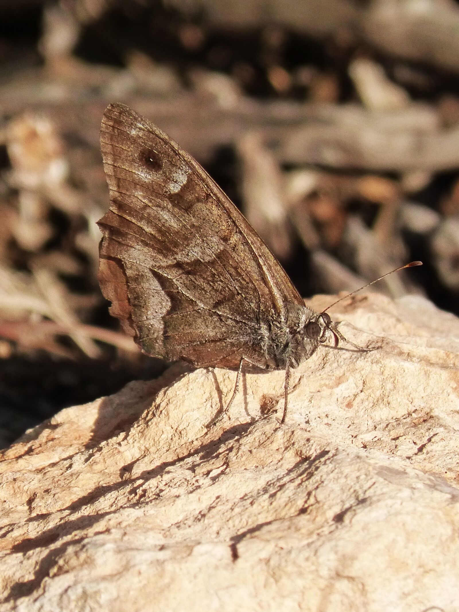 Panasonic DMC-FZ62 sample photo. Butterfly, brown, rock photography