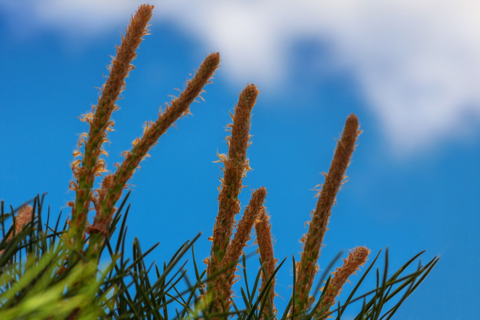 Nikon D7200 sample photo. Pine, tree, conifer photography