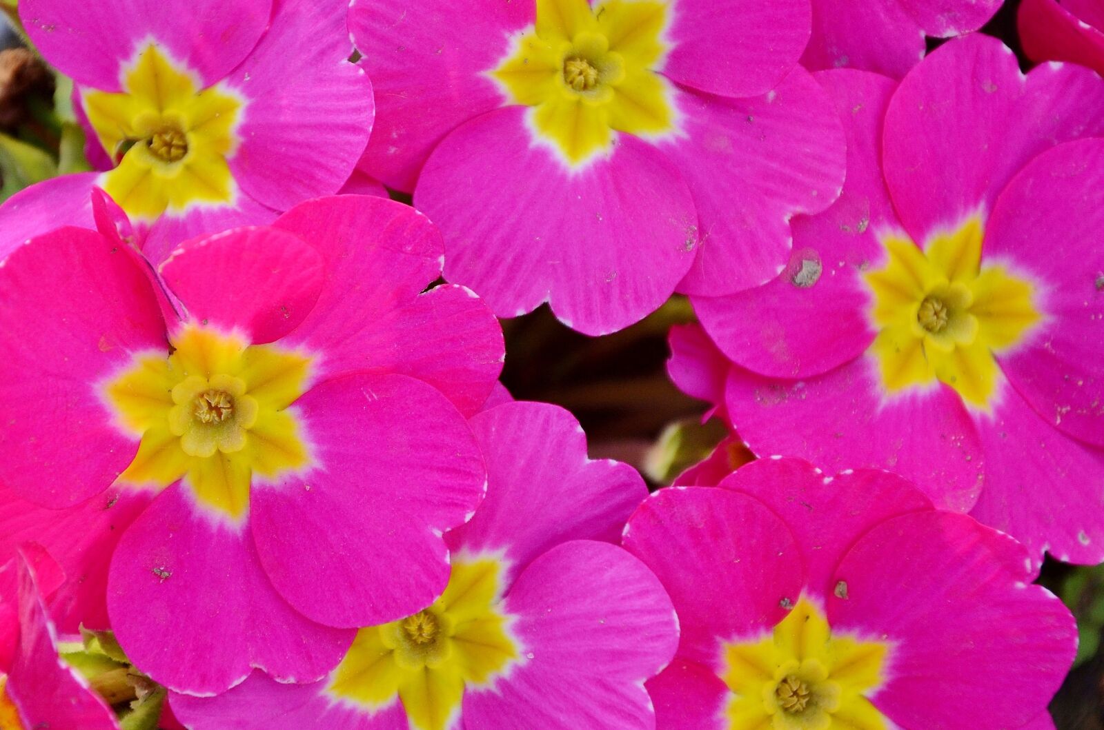 Nikon D7000 sample photo. Flower, natur, floral photography