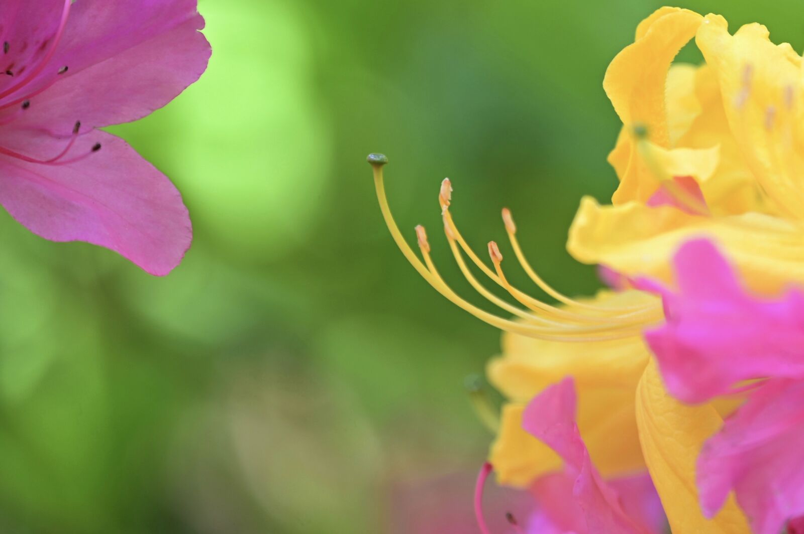 Nikon Z6 sample photo. Rhododendron, blossom, bloom photography
