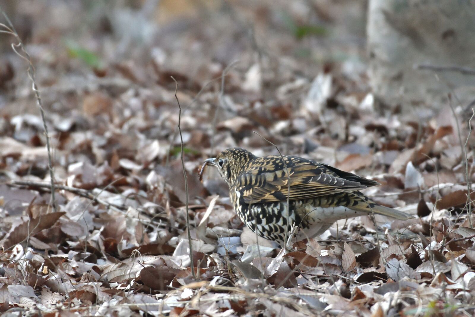 Nikon D500 sample photo. Natural, outdoors, bird photography