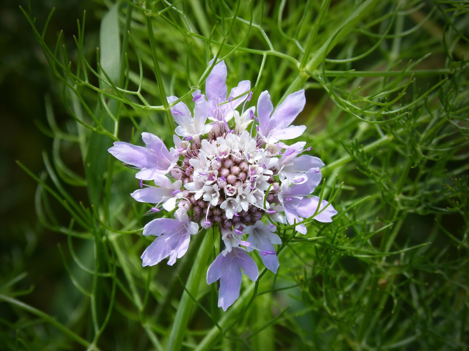 Panasonic DMC-FZ62 sample photo. Wild flower, geometric forms photography