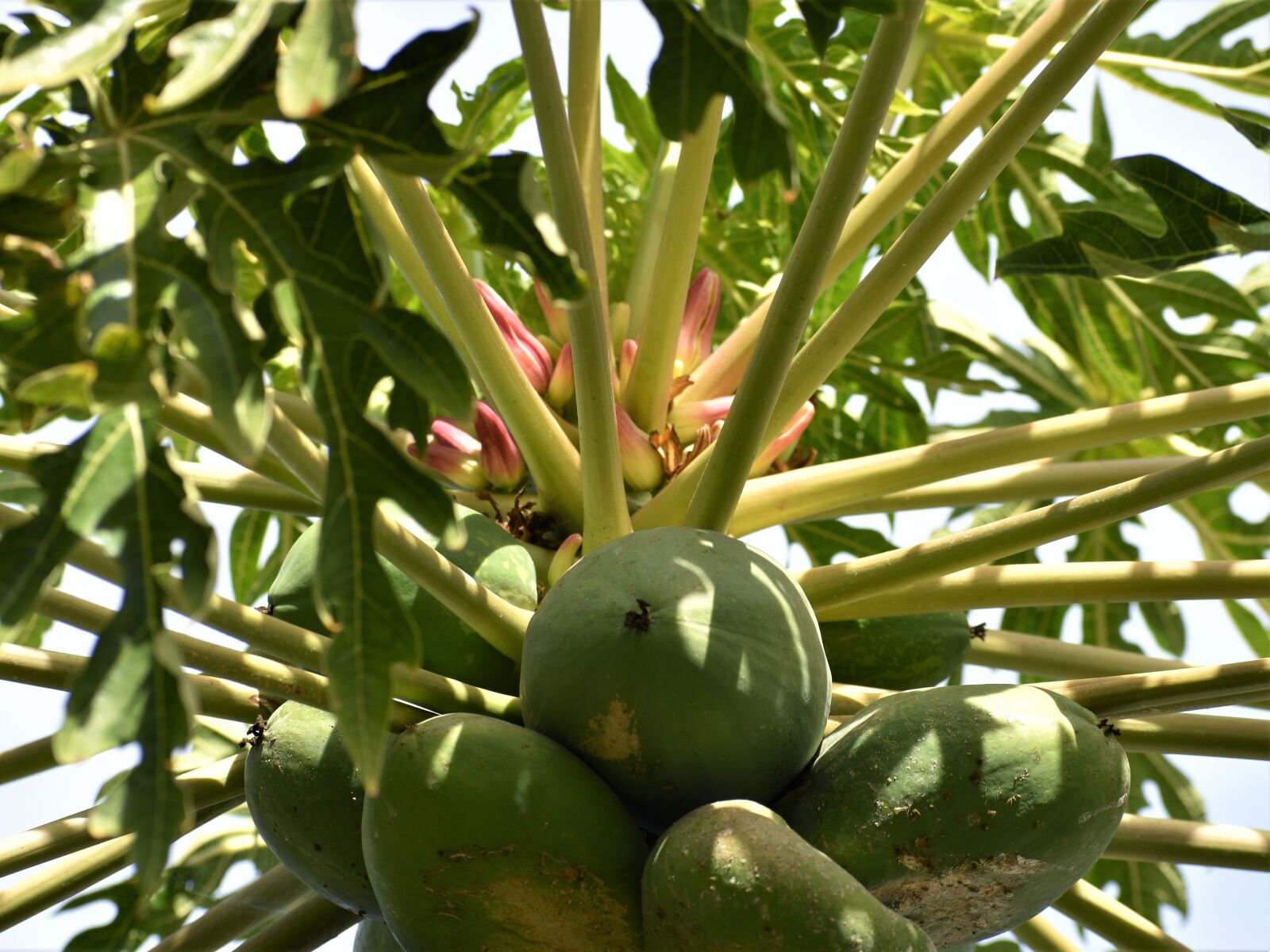 Nikon D3500 sample photo. Papaya, fruit, blossom photography