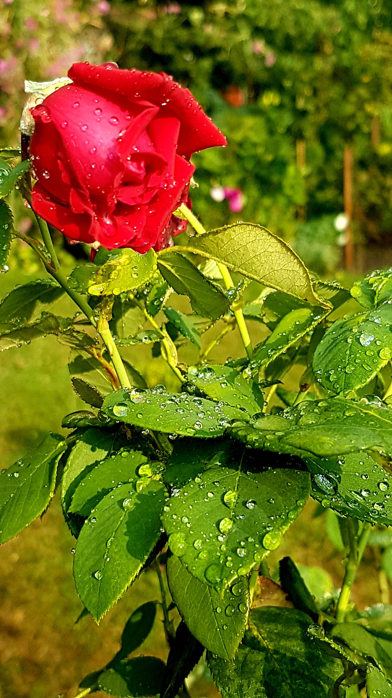 Samsung Galaxy S7 sample photo. Flower, rose, nature photography