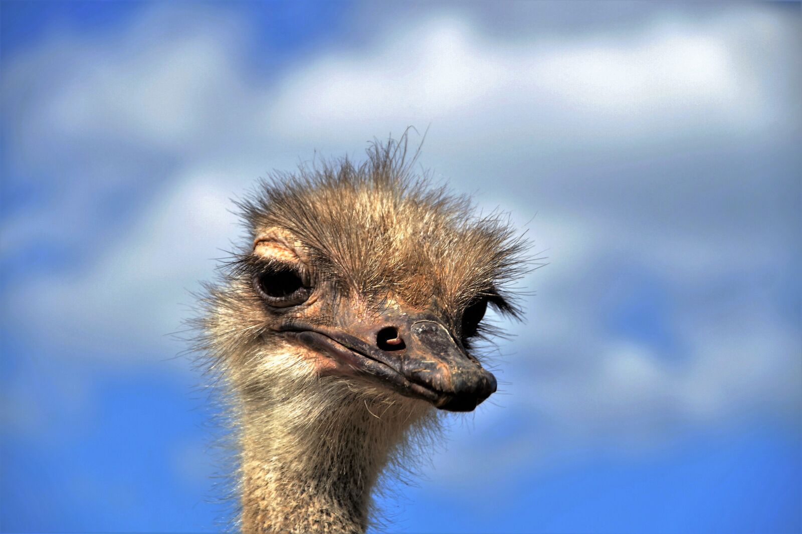 Sony SLT-A58 sample photo. The ostrich, ostrich head photography