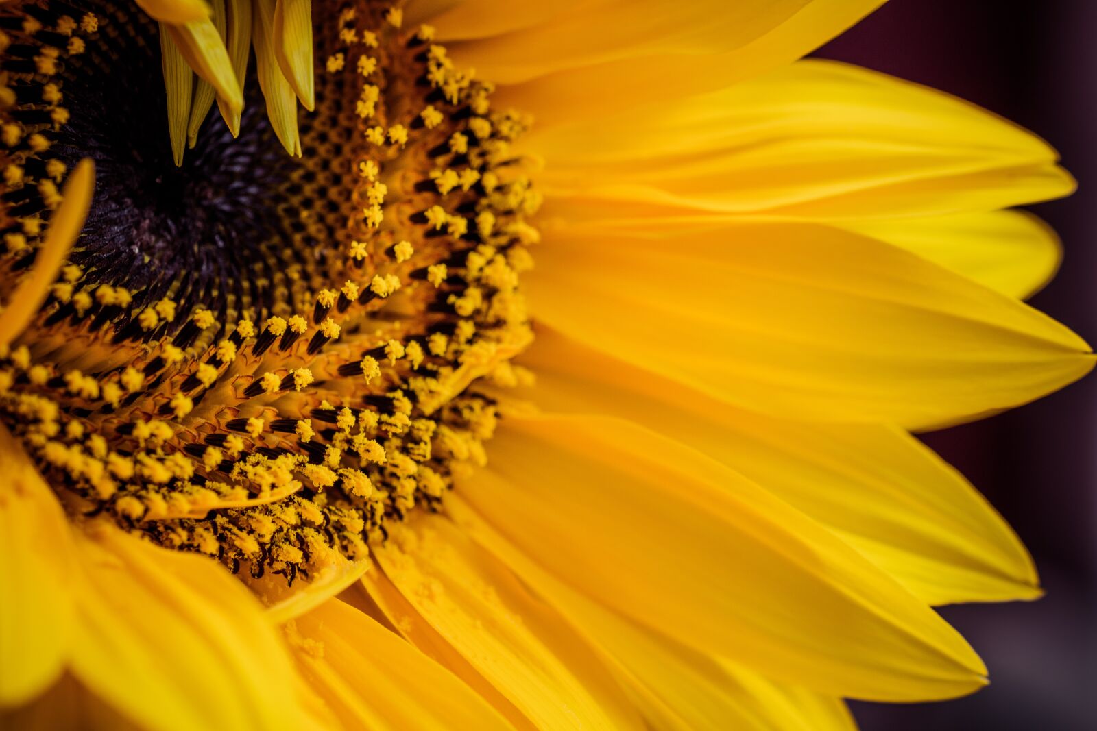 Nikon D5200 sample photo. Yellow, sunflower, flower photography