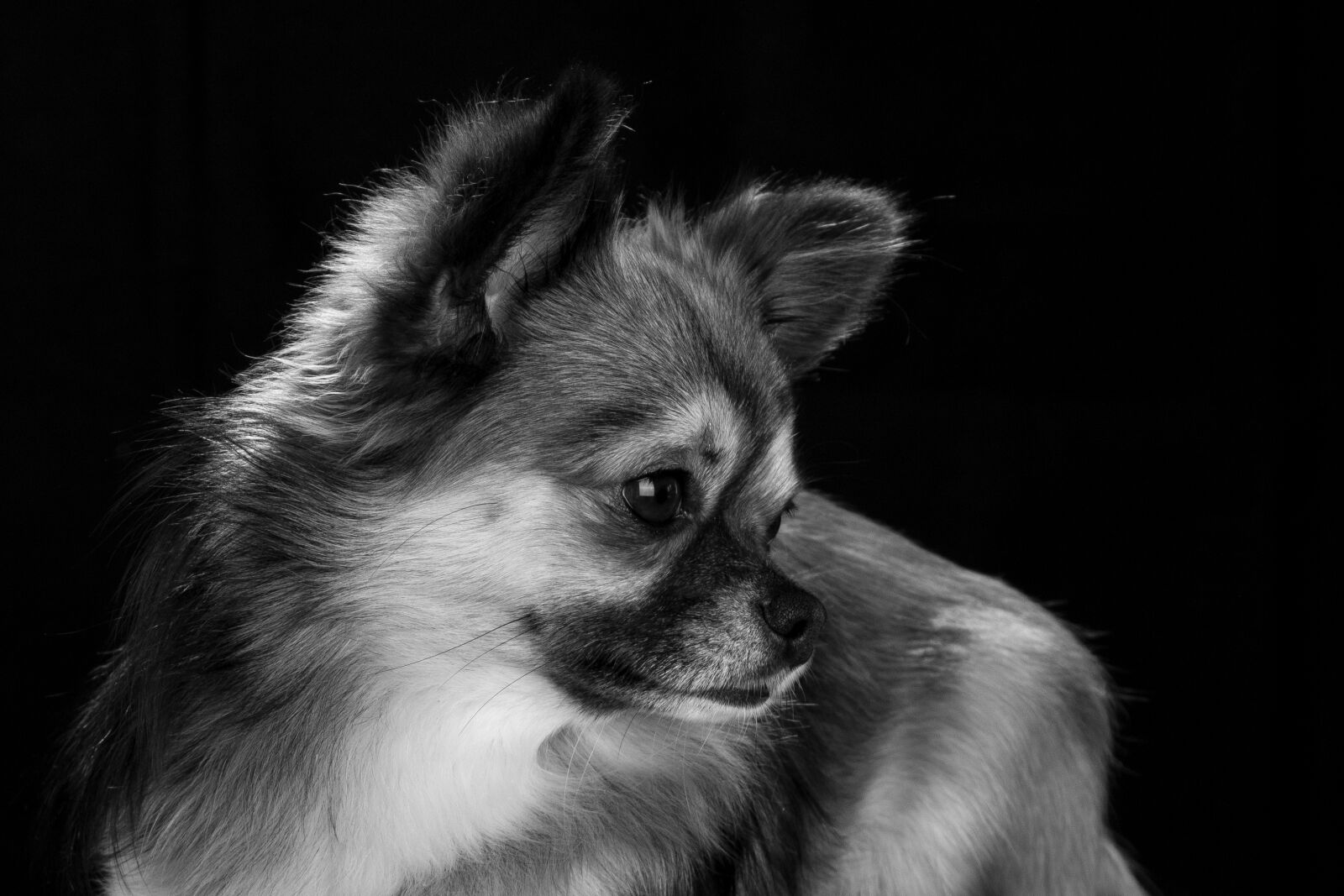 Canon EF 24-105mm F4L IS USM sample photo. Chihuahua, dog, small photography