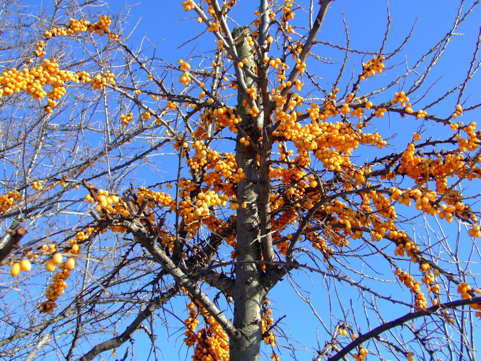 Fujifilm FinePix S6500fd sample photo. Berries, brush, buckthorn, orange photography