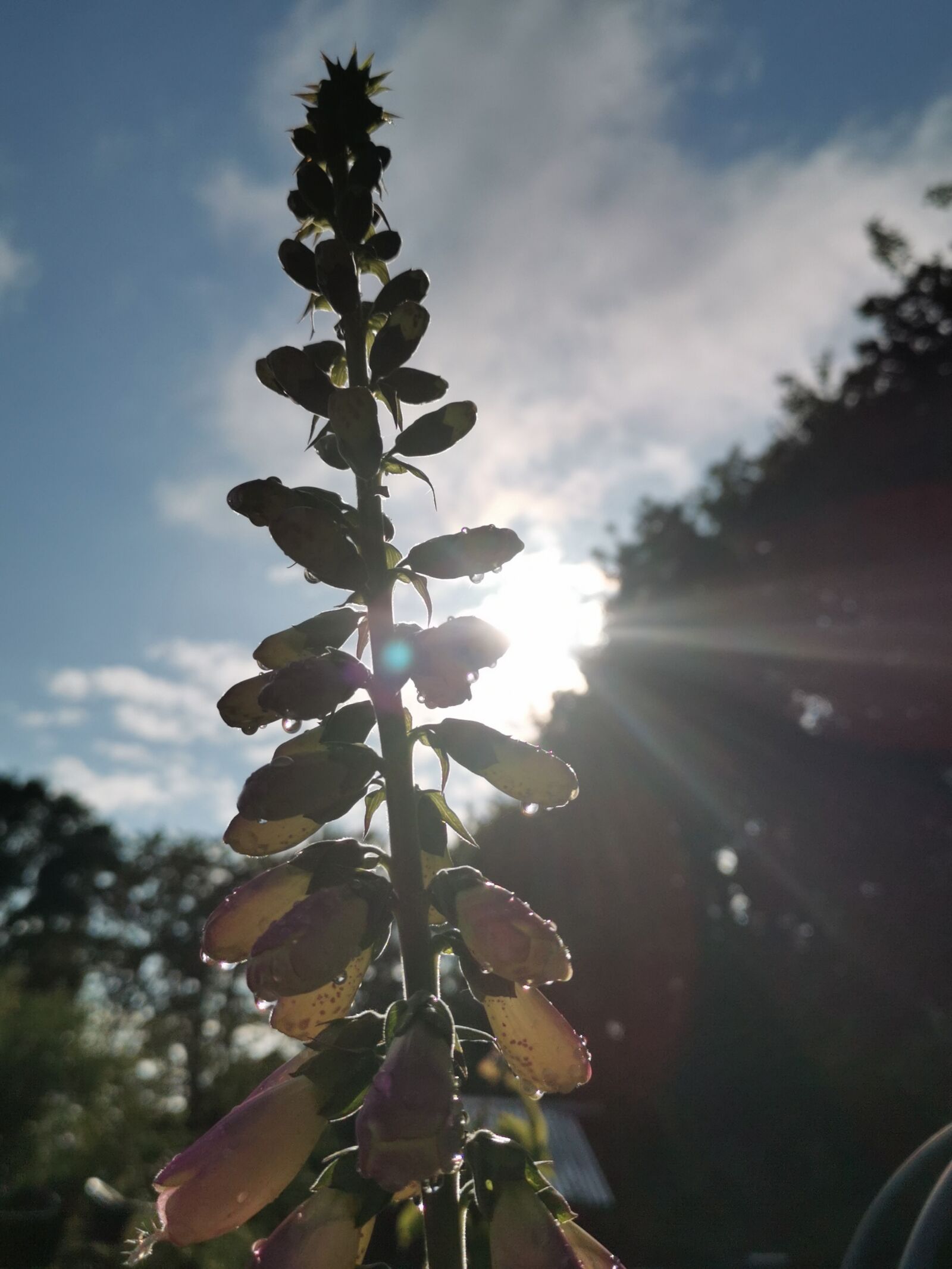 HUAWEI P30 sample photo. Foxglove, sunny afternoon, flower photography