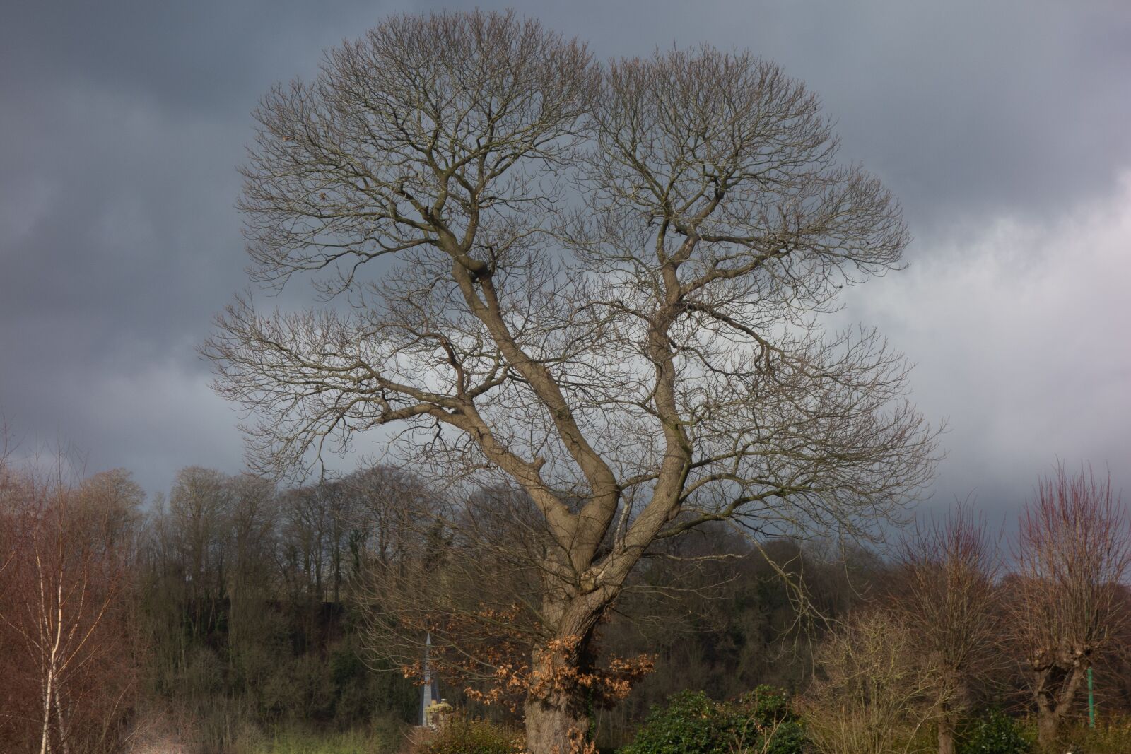 Sony Cyber-shot DSC-RX100 sample photo. Tree, silhouette, branch photography