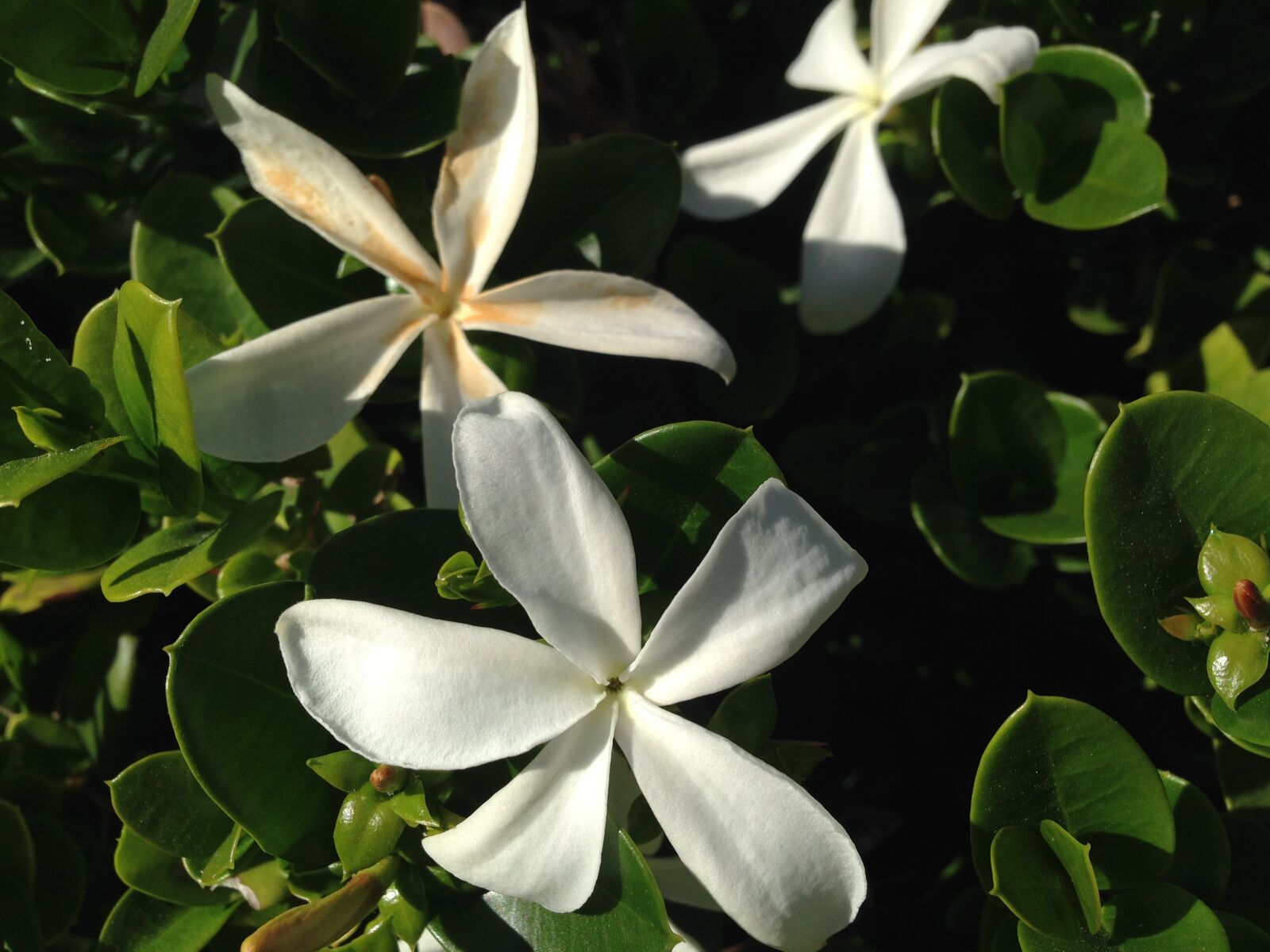 iPhone 5 back camera 4.12mm f/2.4 sample photo. Flowers, white, nature photography