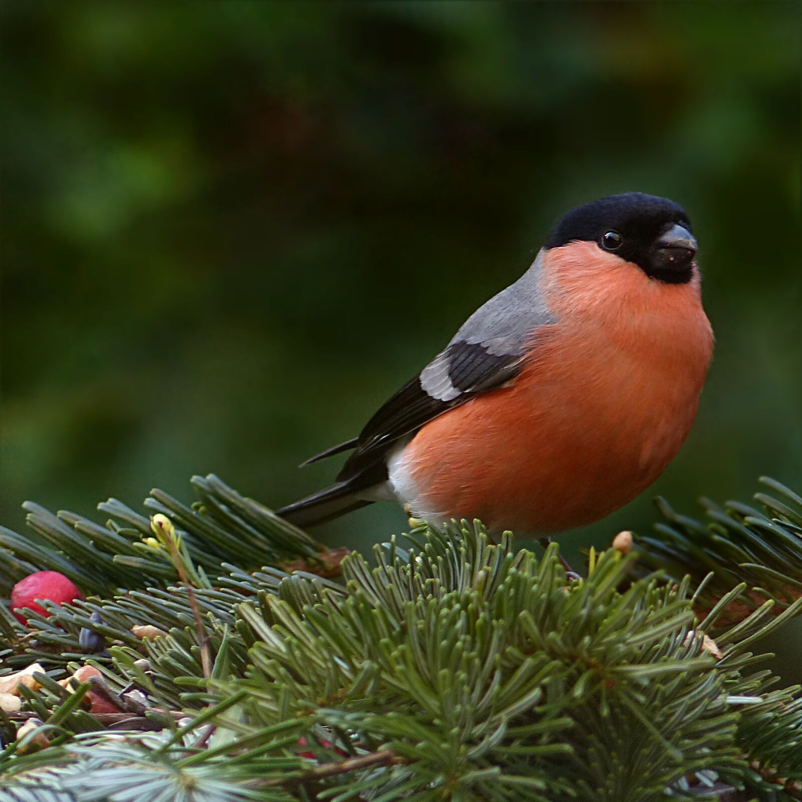 Panasonic Lumix DMC-FZ200 sample photo. Bird, bullfinch, pyrrhula photography