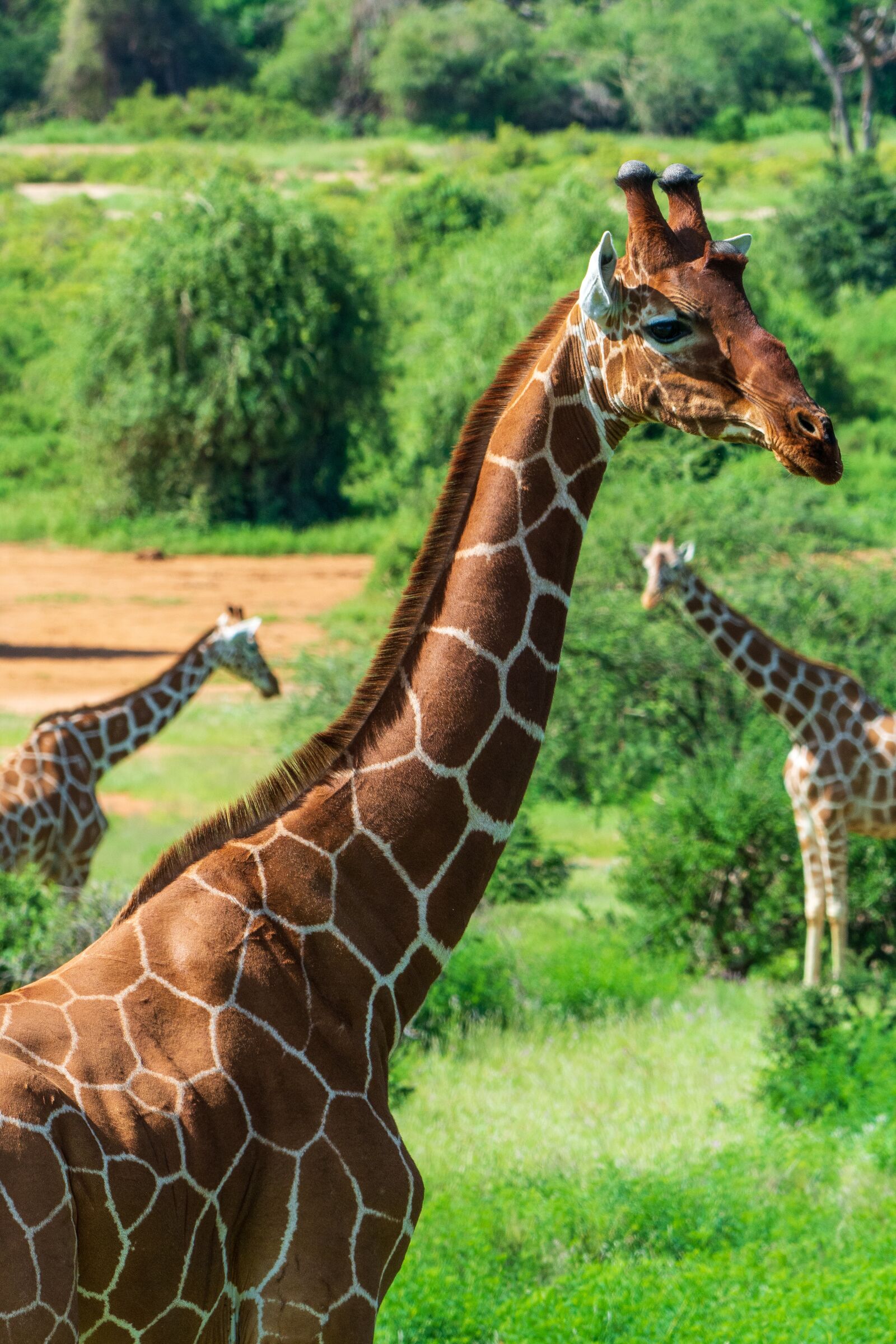 Nikon D7100 sample photo. Giraffe, samburu, kenya photography
