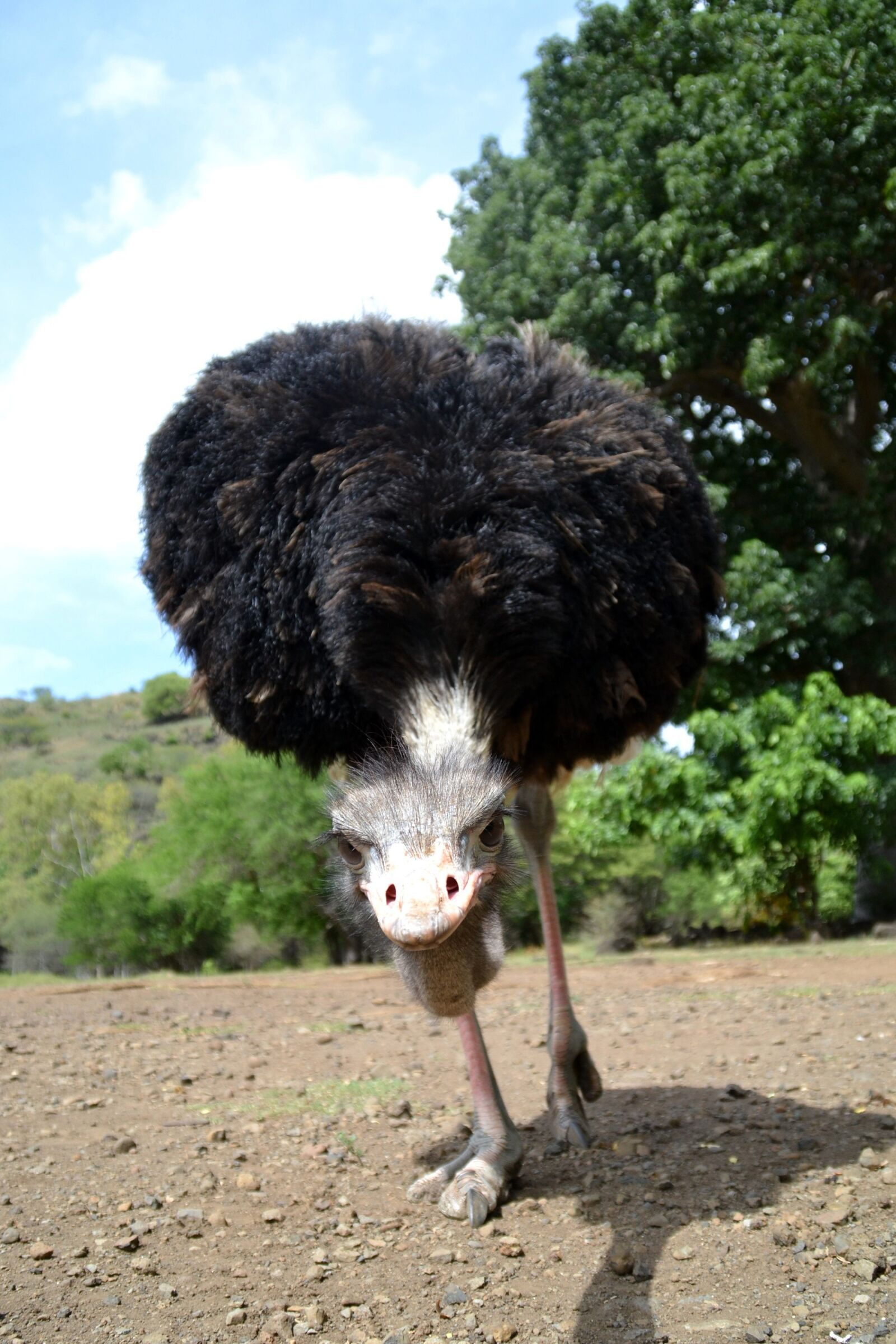 Nikon D3100 sample photo. Ostrich, wild, animal photography