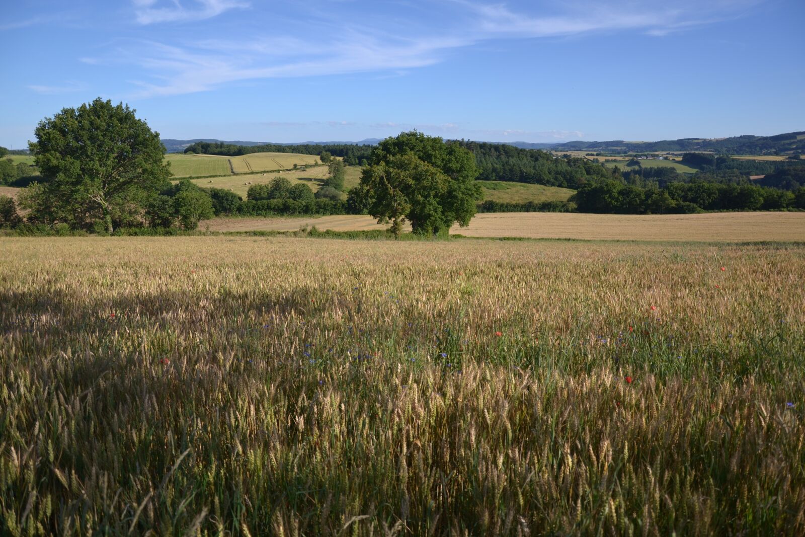 Nikon D3100 sample photo. Landscape, wheat, cornfield photography