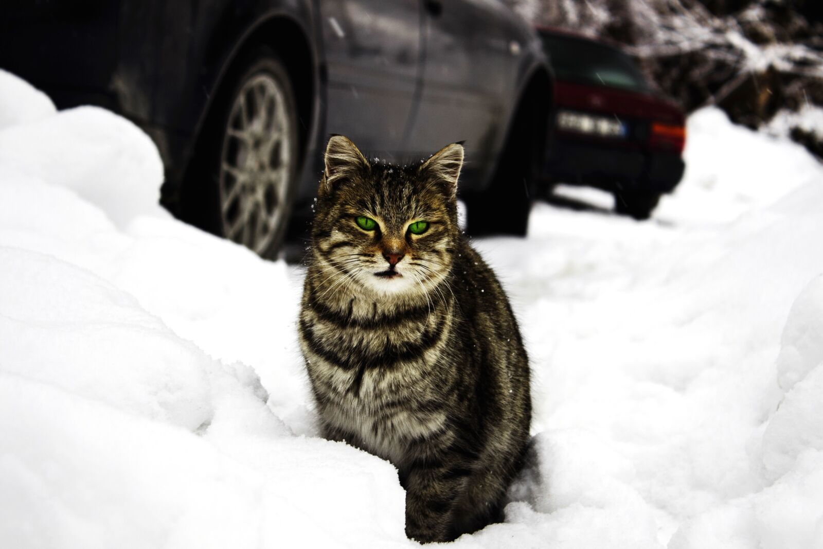 Canon EOS 700D (EOS Rebel T5i / EOS Kiss X7i) sample photo. Cat, car, mammal, pet photography