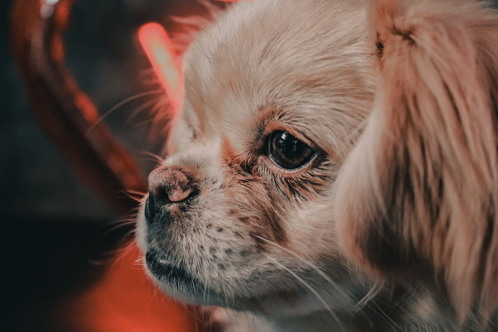 Canon EOS 1100D (EOS Rebel T3 / EOS Kiss X50) sample photo. Dog, the pekingese, cute photography